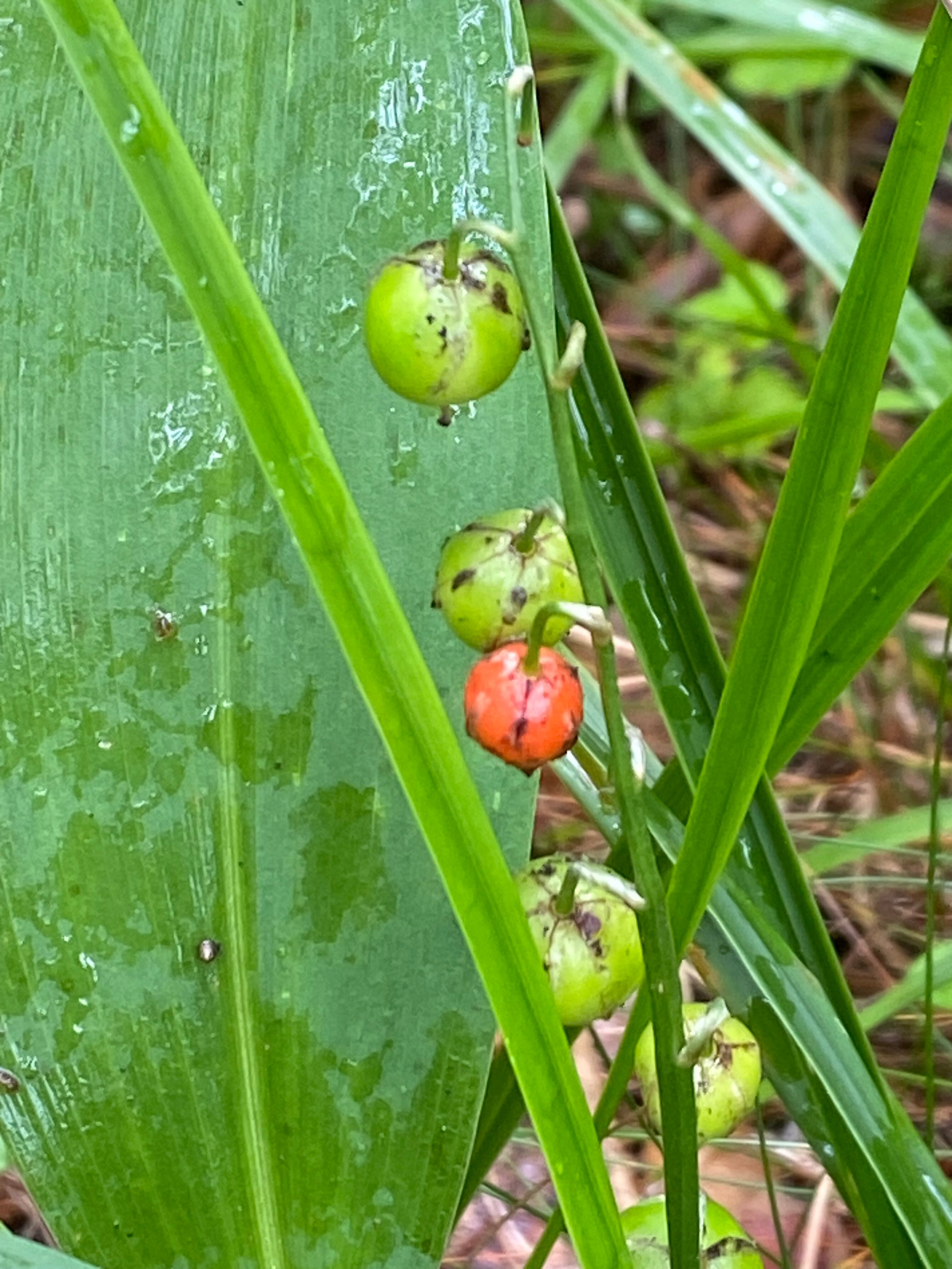 Фото Тепель
