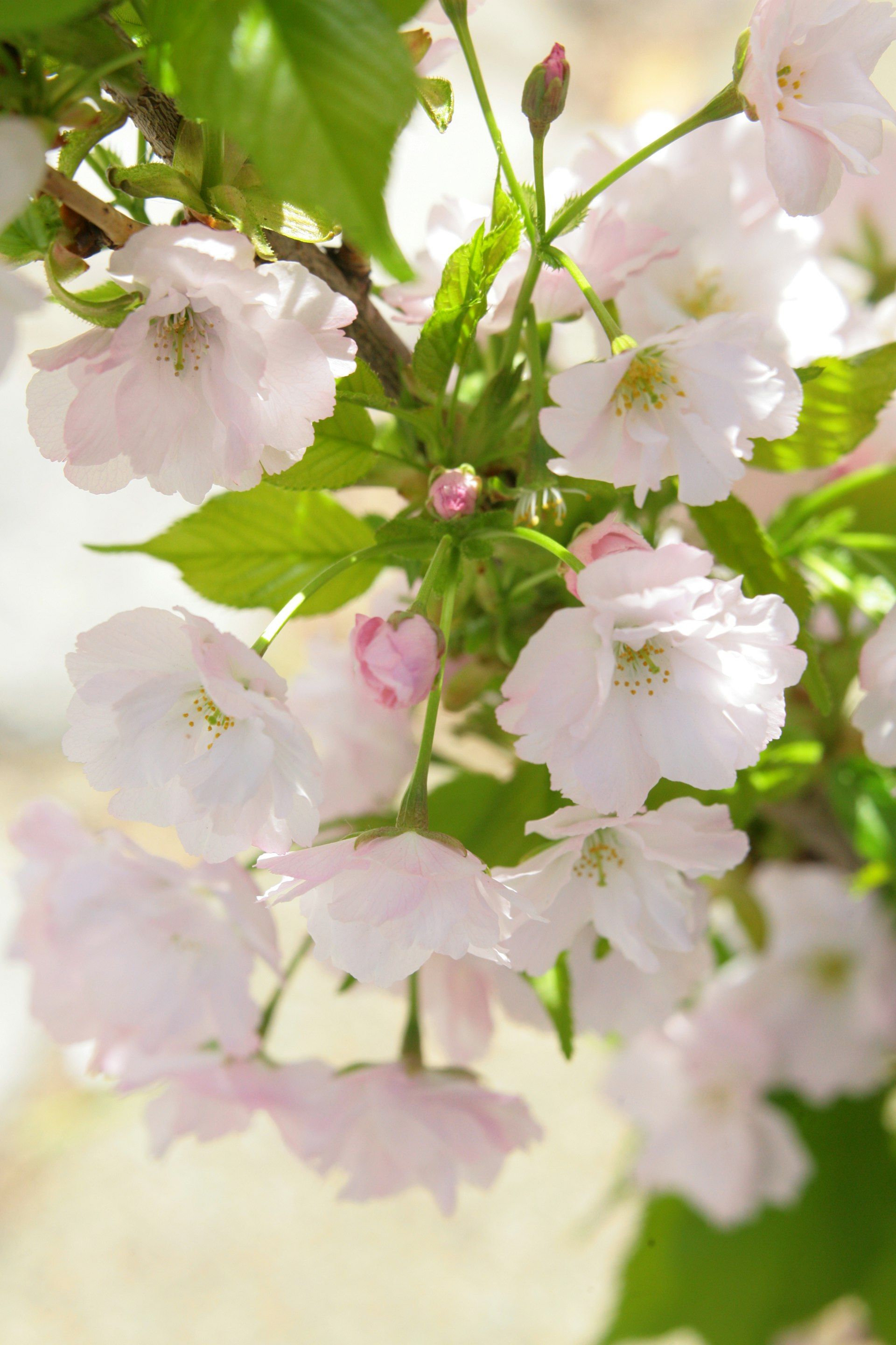 Фото Дом Вишня Лопотово
