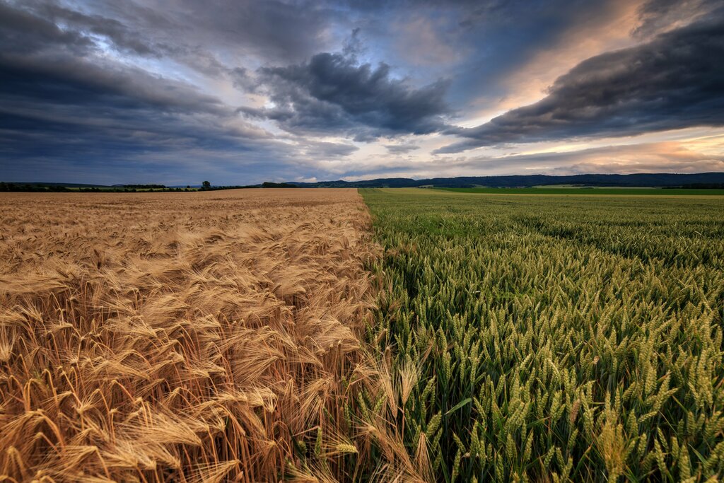 Granos y residuos de cereales Агрофирма Слава картофелю, , foto