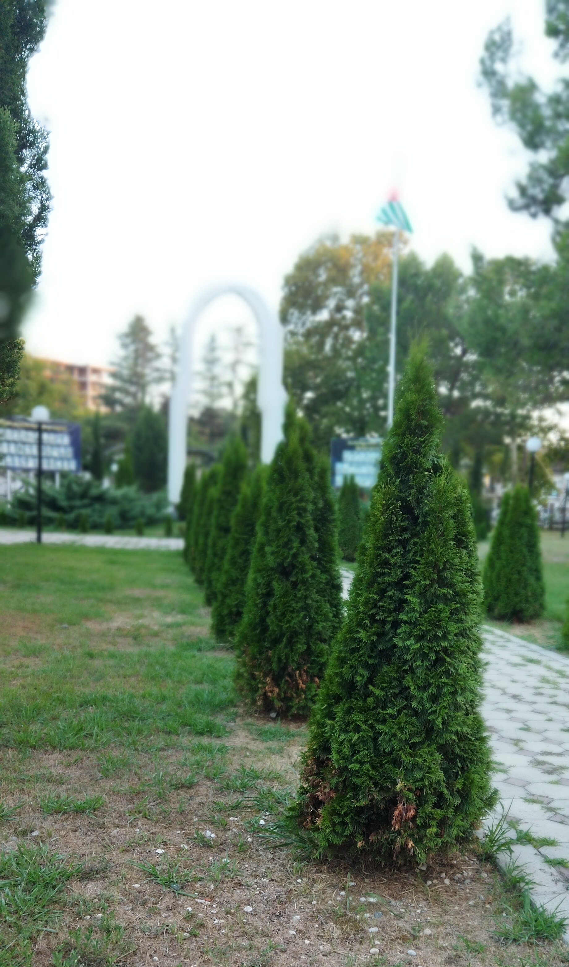 Фото Сосновый рай