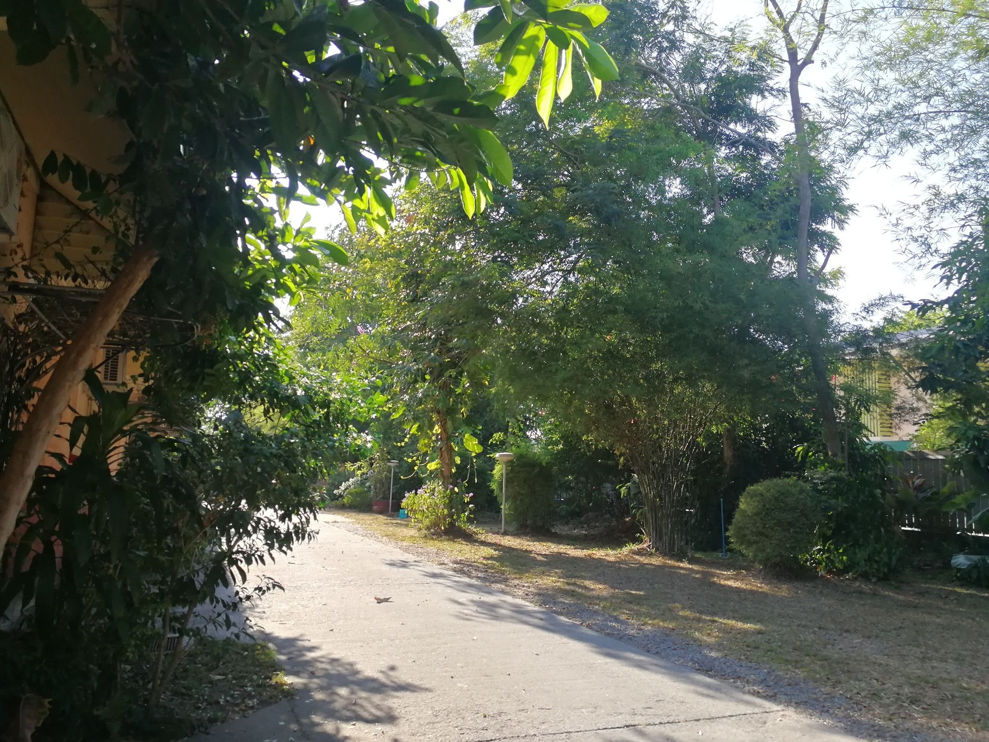 Фото Palm Chalet Resort