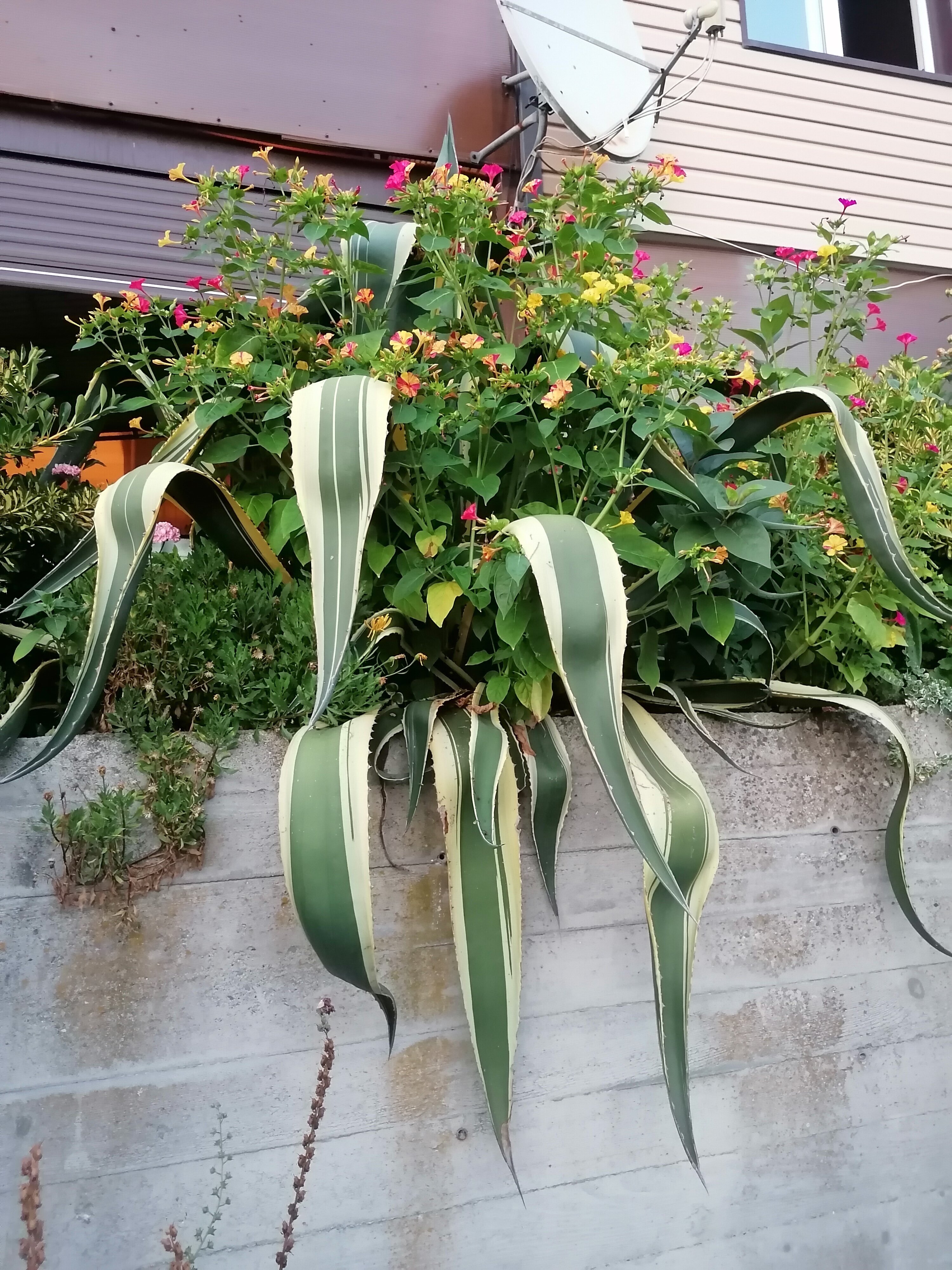 Фото Эвелина