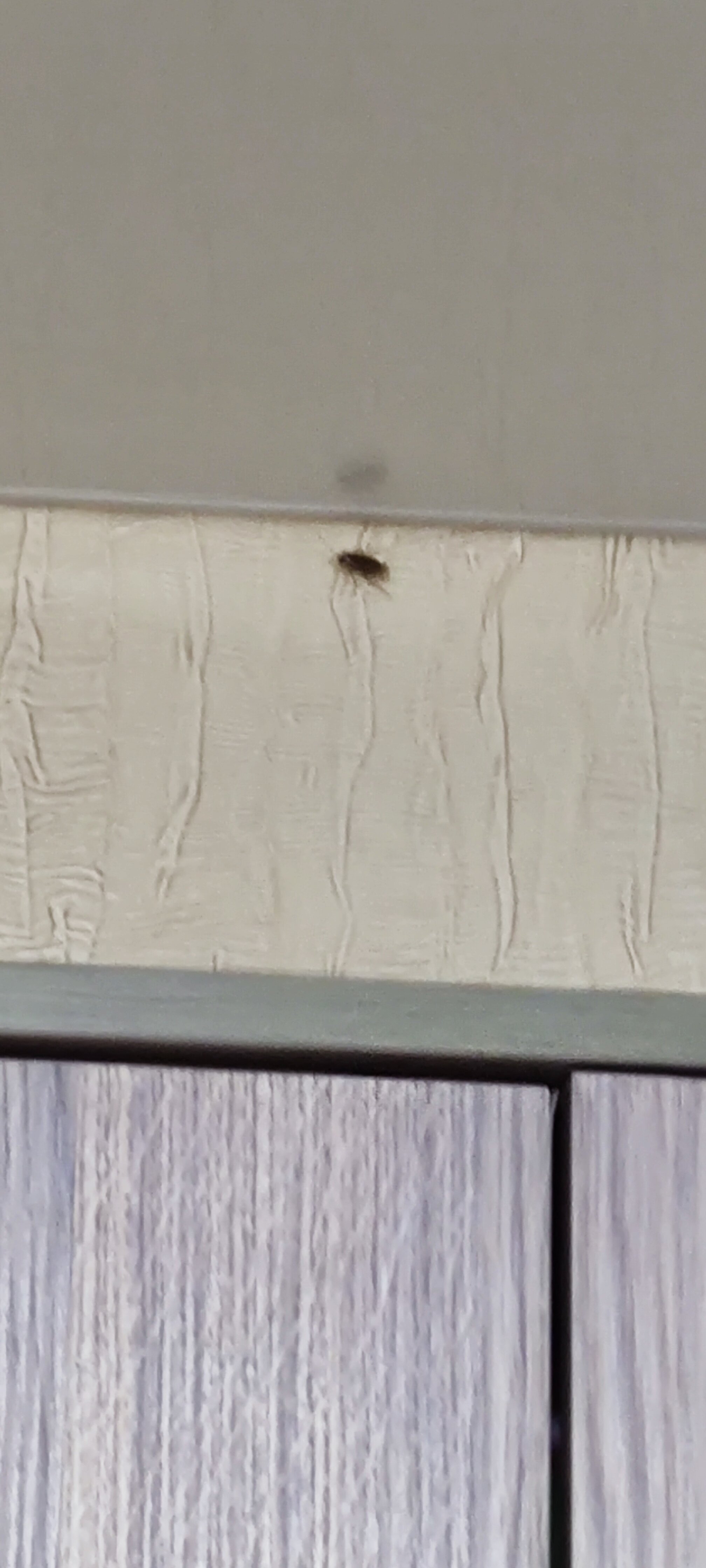 Фото Жемчуг