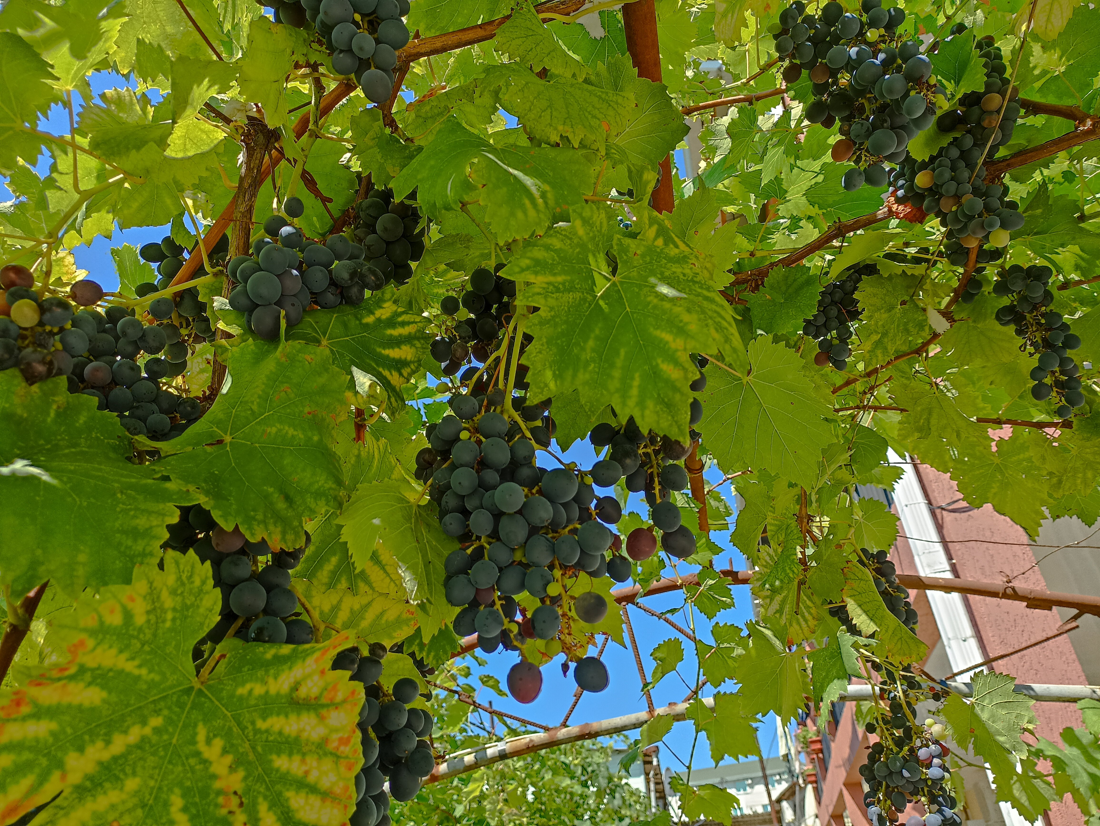 Фото БроНау Ася