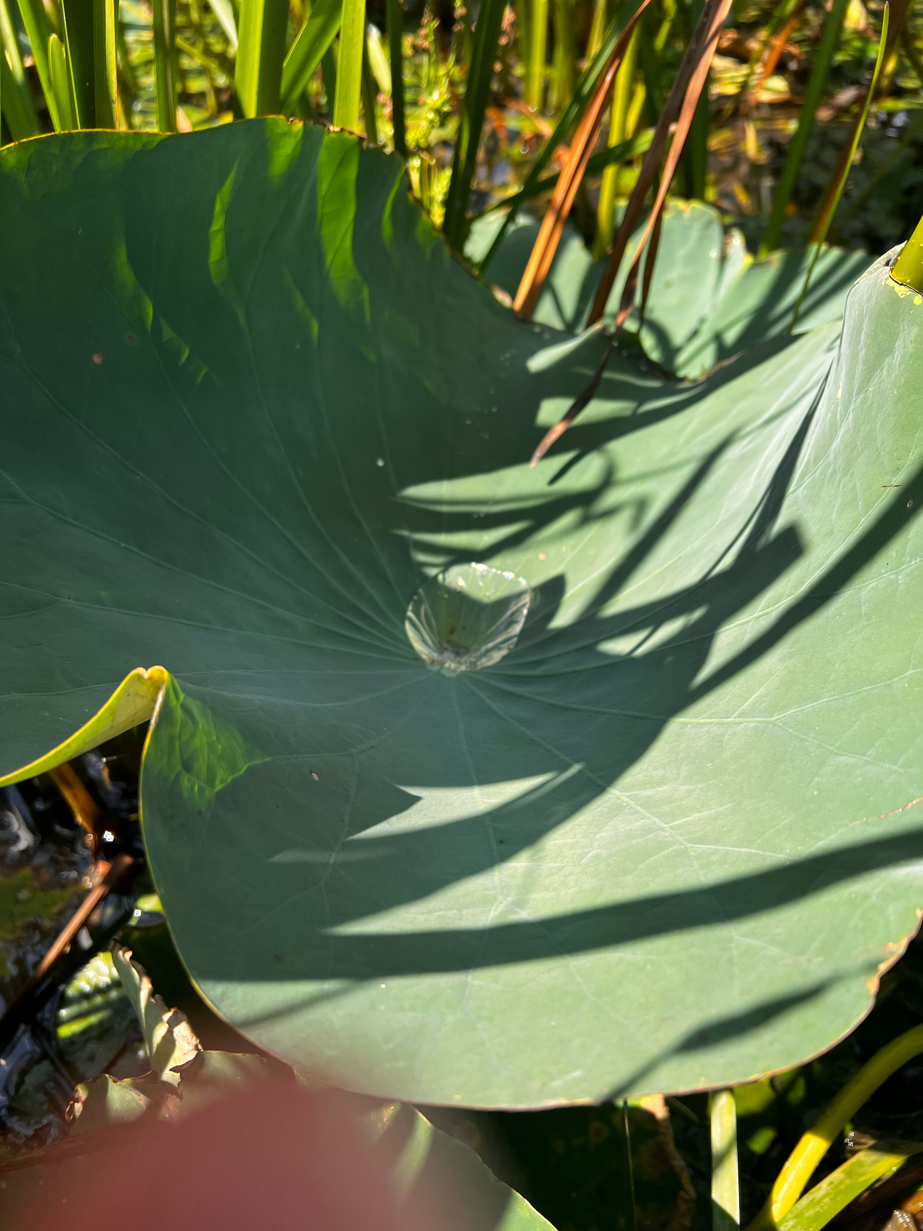 Фото Ноги в море