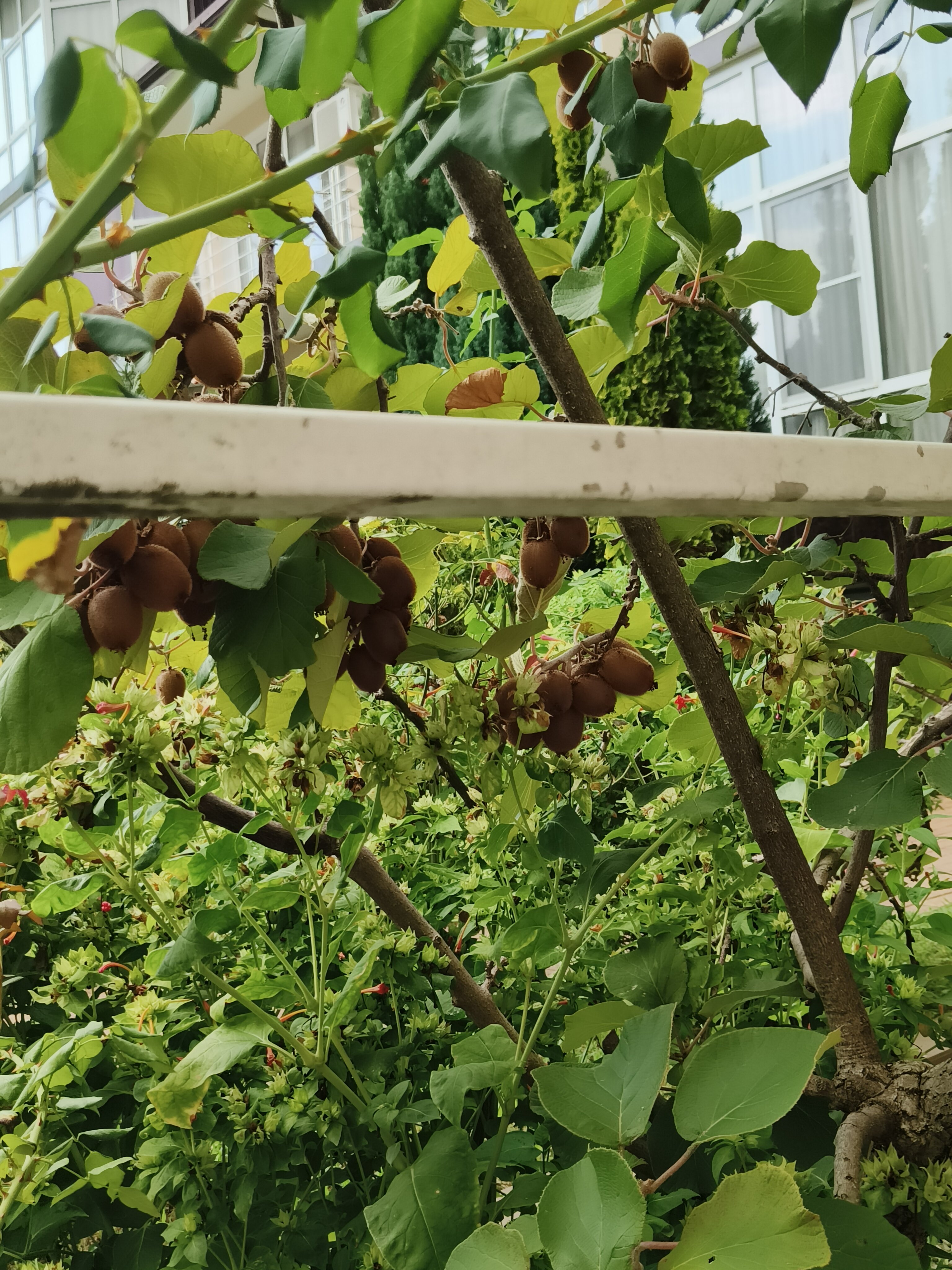 Фото Скарлетт