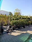 Цветы Юга (Krasnyh Partizan Street, 2/4А), plant nursery