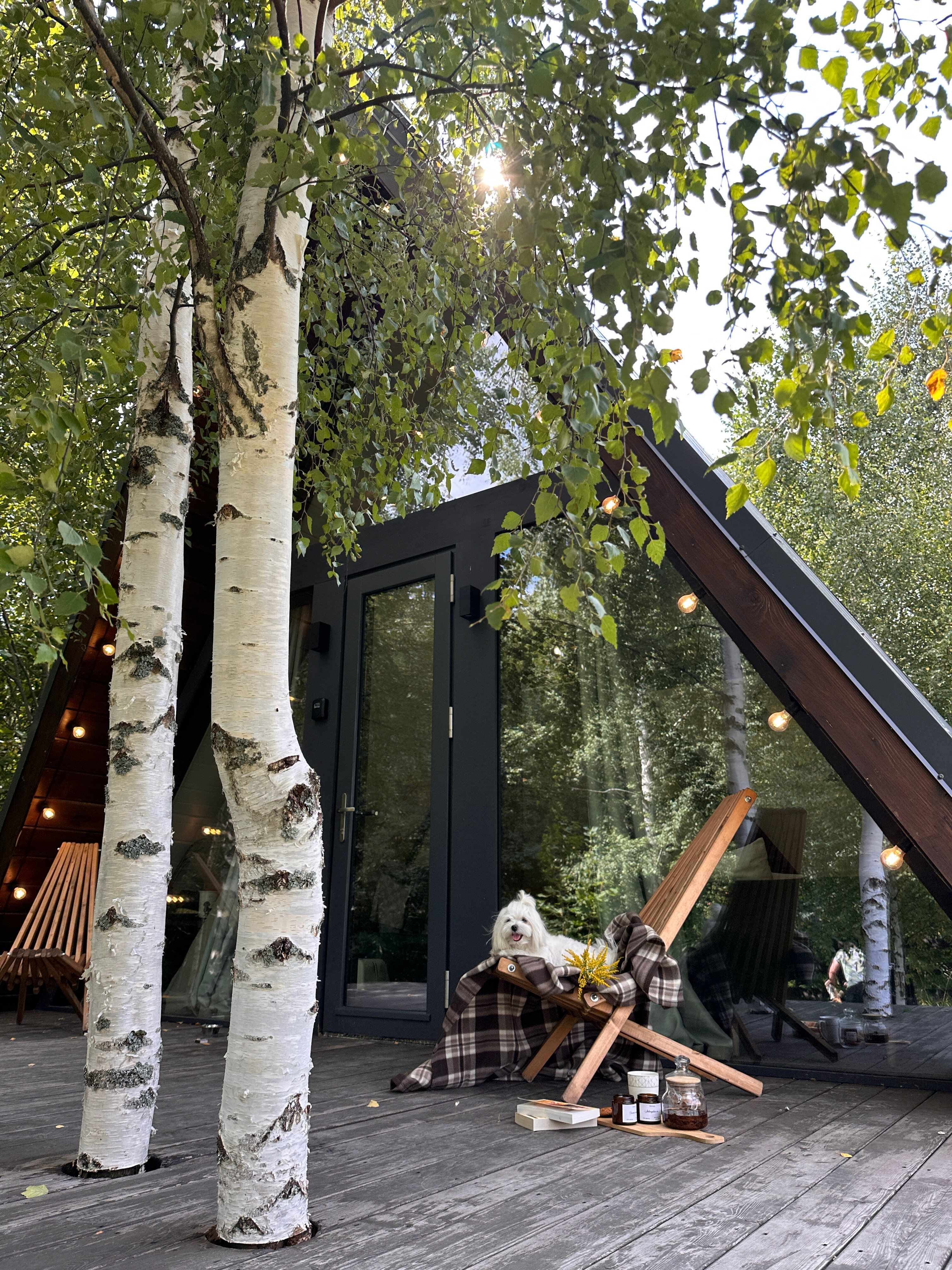 Фото Лес и небо