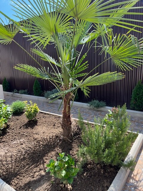 Фото Дельфин-море