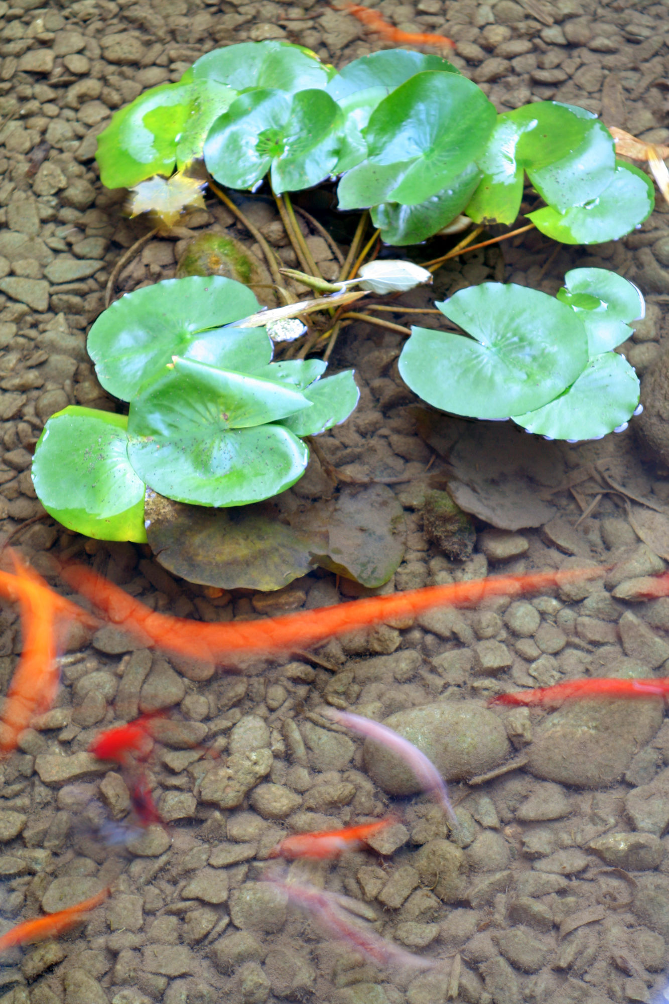 Фото Maternushaus