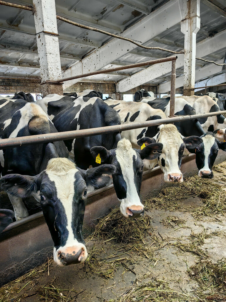 Agricultural enterprise Агропромышленная компания Любовское, Arkhangel'skaya Oblast', photo
