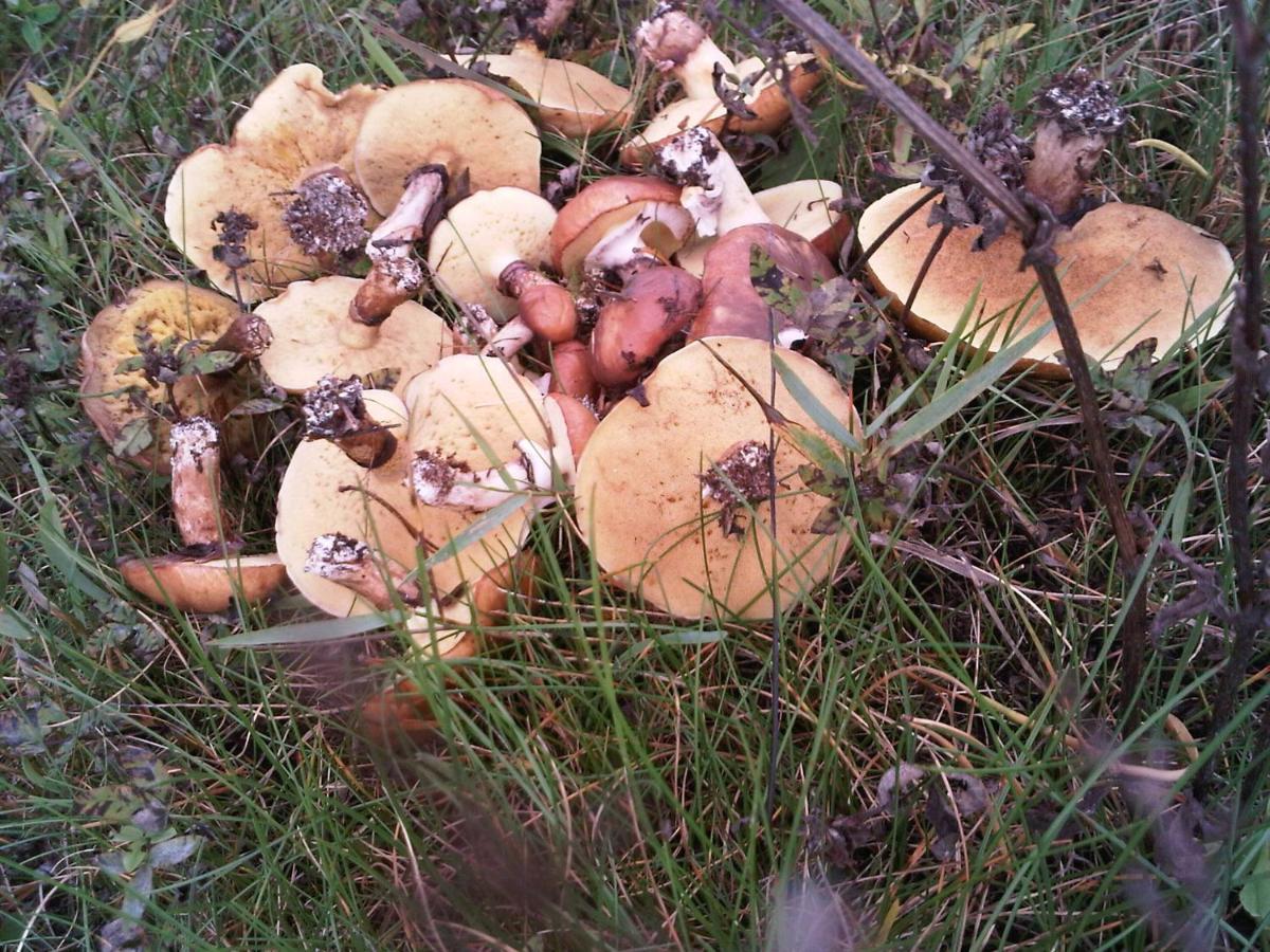 Фото Дом на Валдае