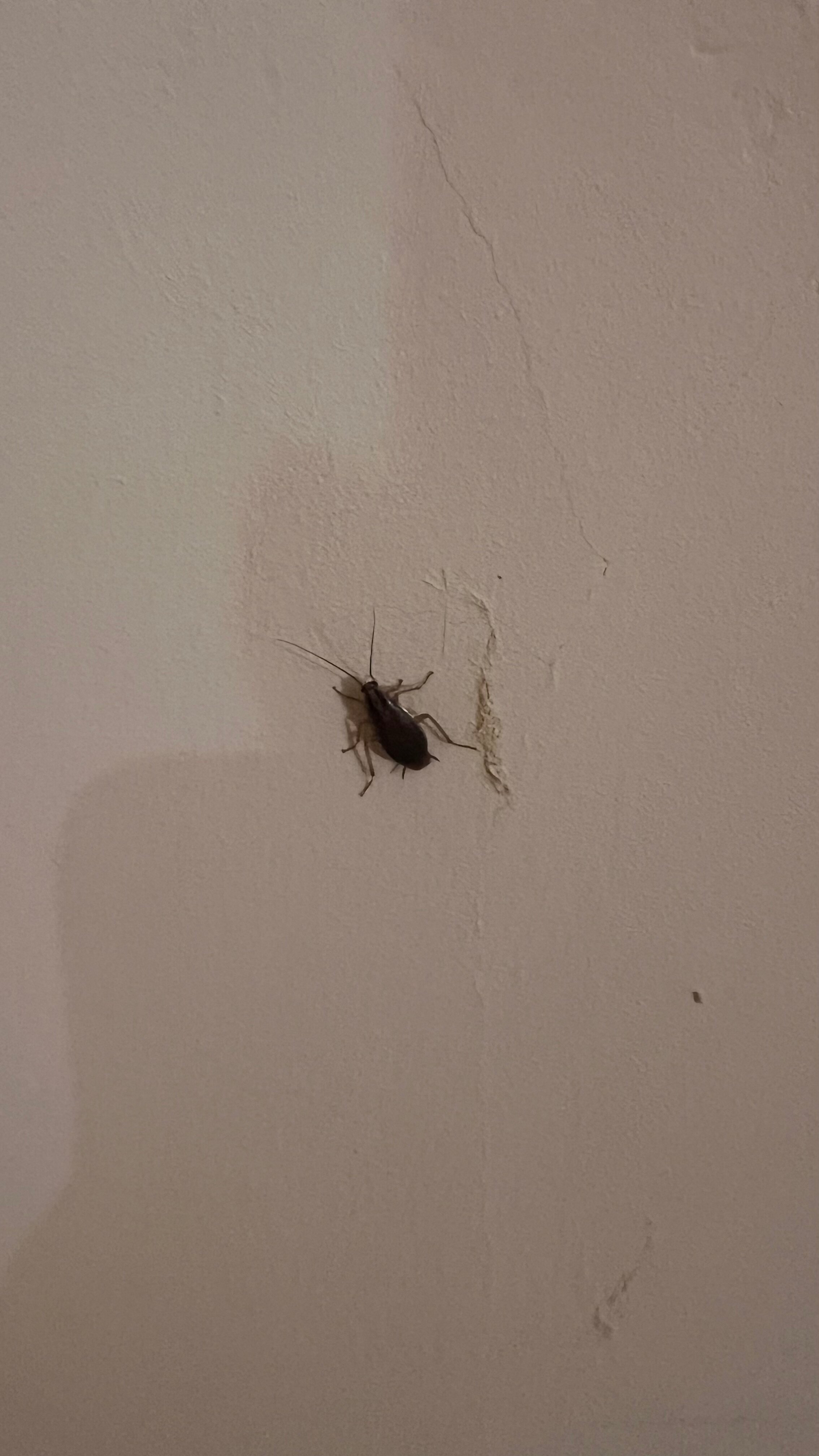 Фото Дос-отель