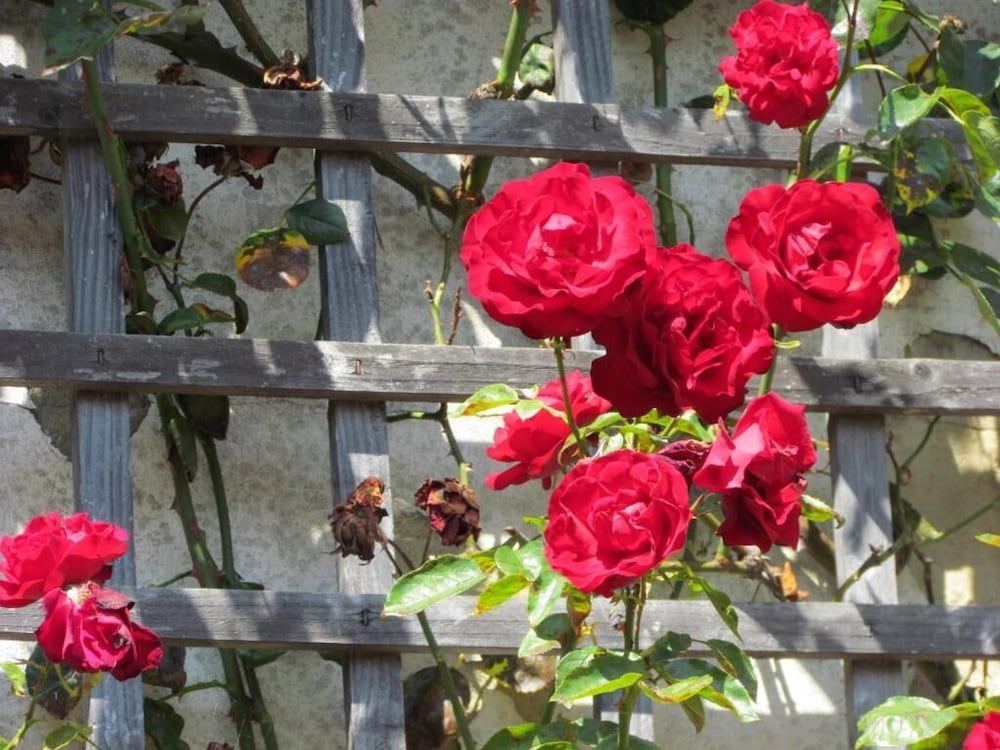 Фото Duke of Buckingham