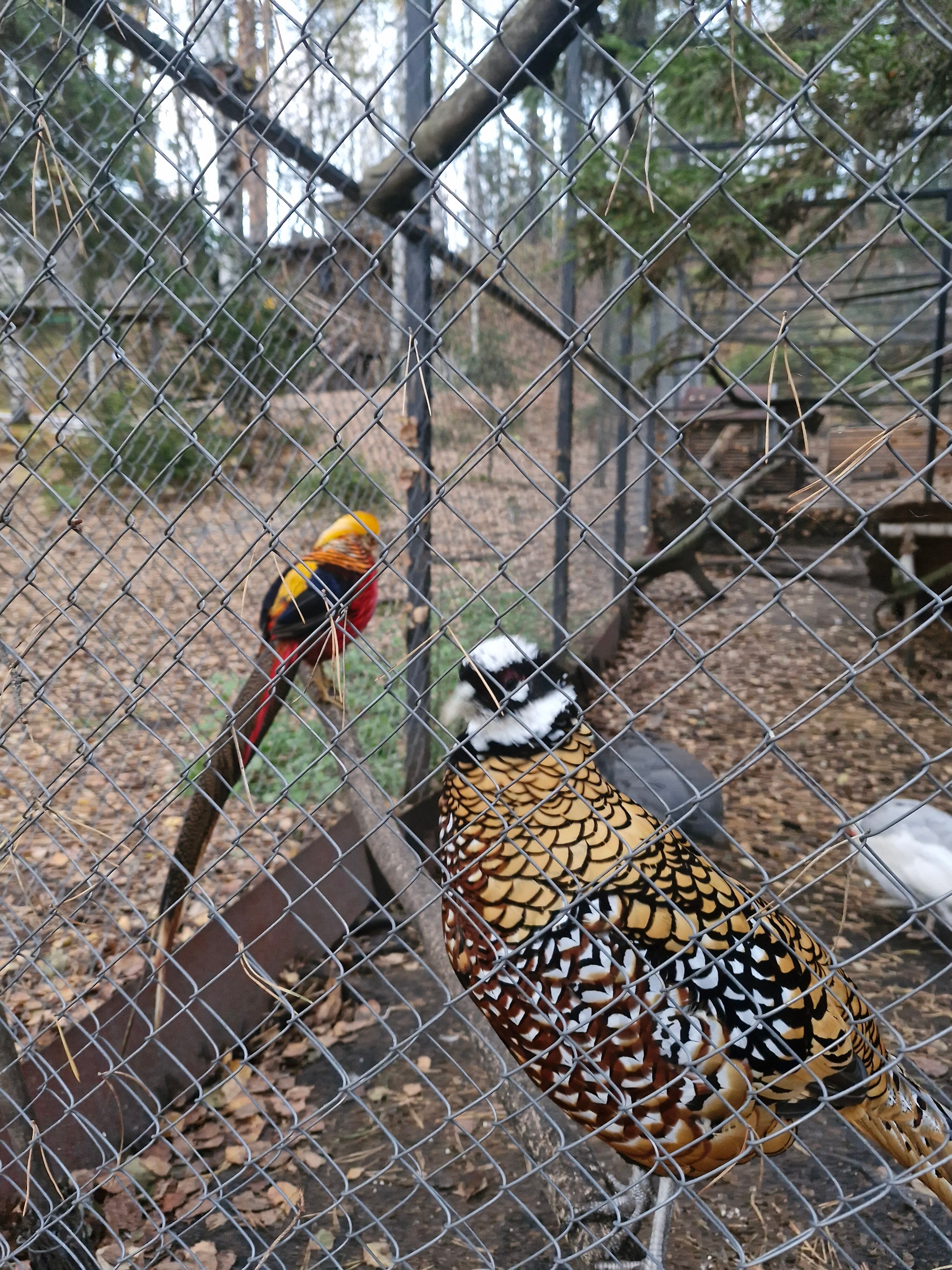 Фото Кантри Хоум