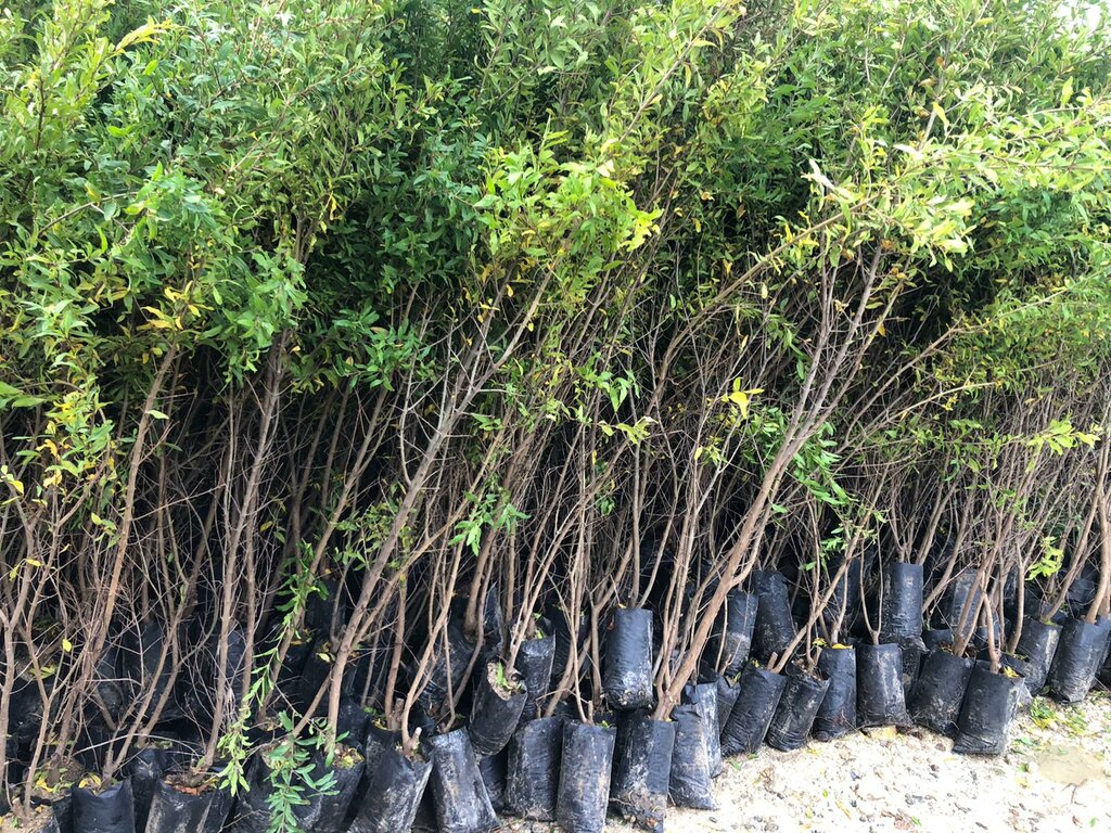 Plant nursery Duzce Fruit Sapling and Poplar, Duzce, photo