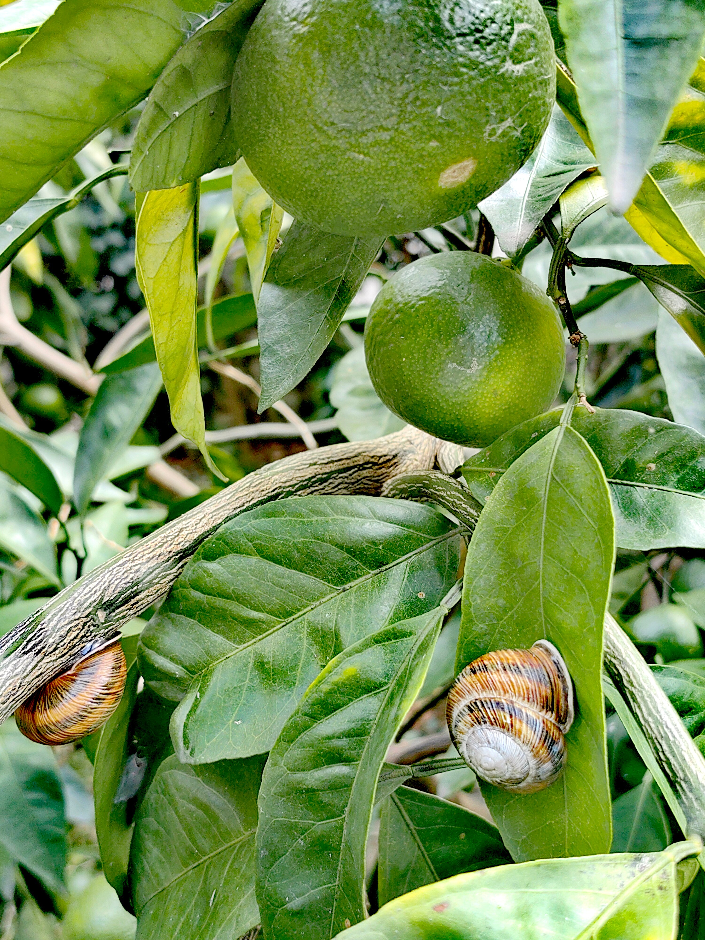 Фото Енисей