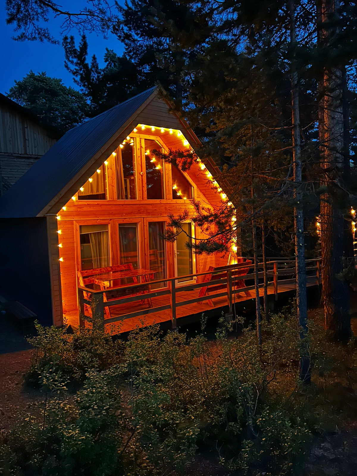 Фото Багульник