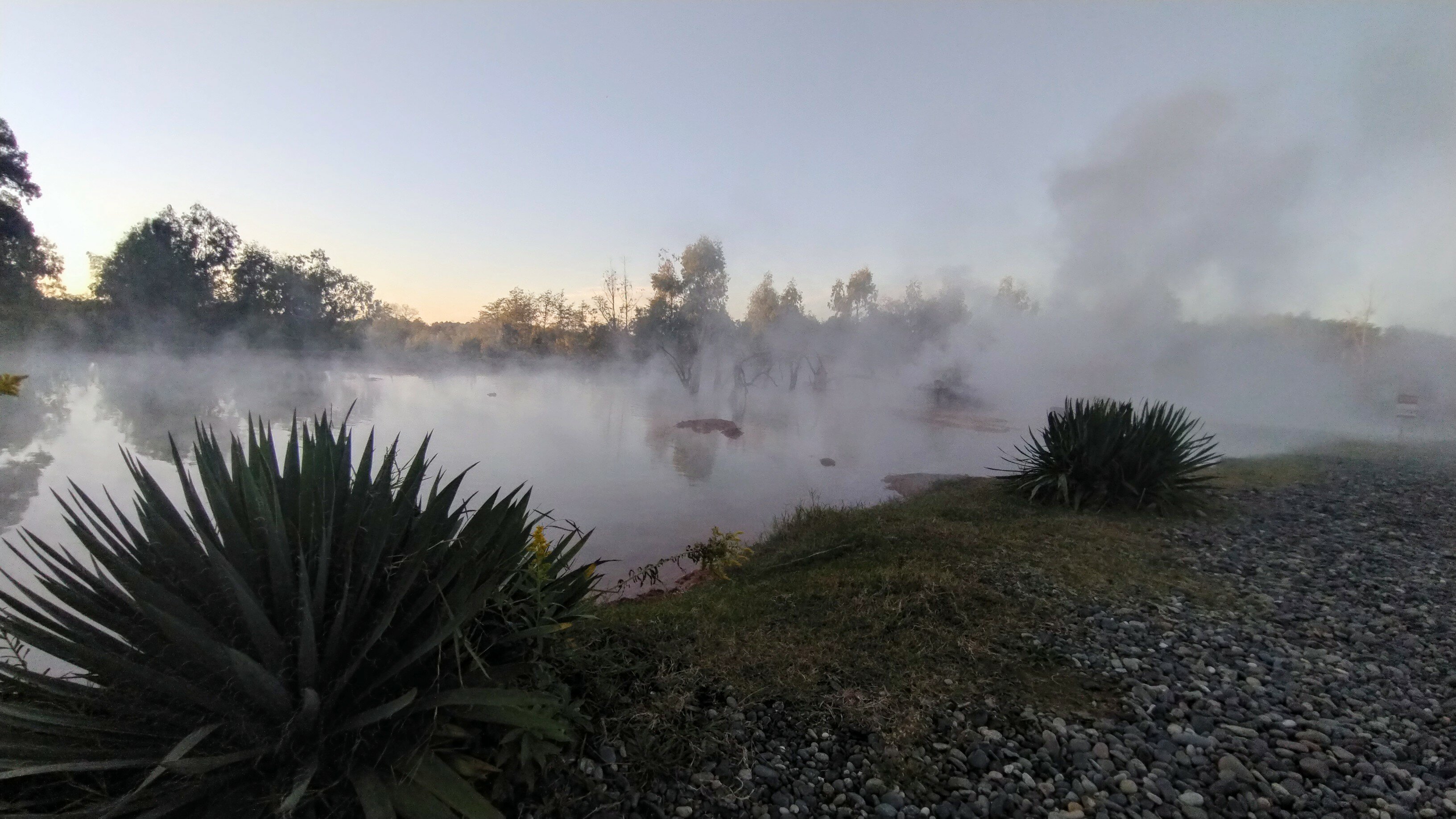 Фото Эвкалиптовая роща