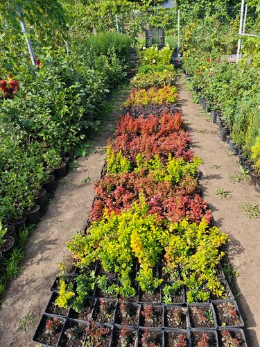 Fidan yetiştiriciliği Удачный мир, Lebedian, foto