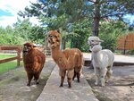 Lu-Lu alpaca (derevnya Kosmakova, ulitsa Svobody, 28) ، مزرعة الفراء