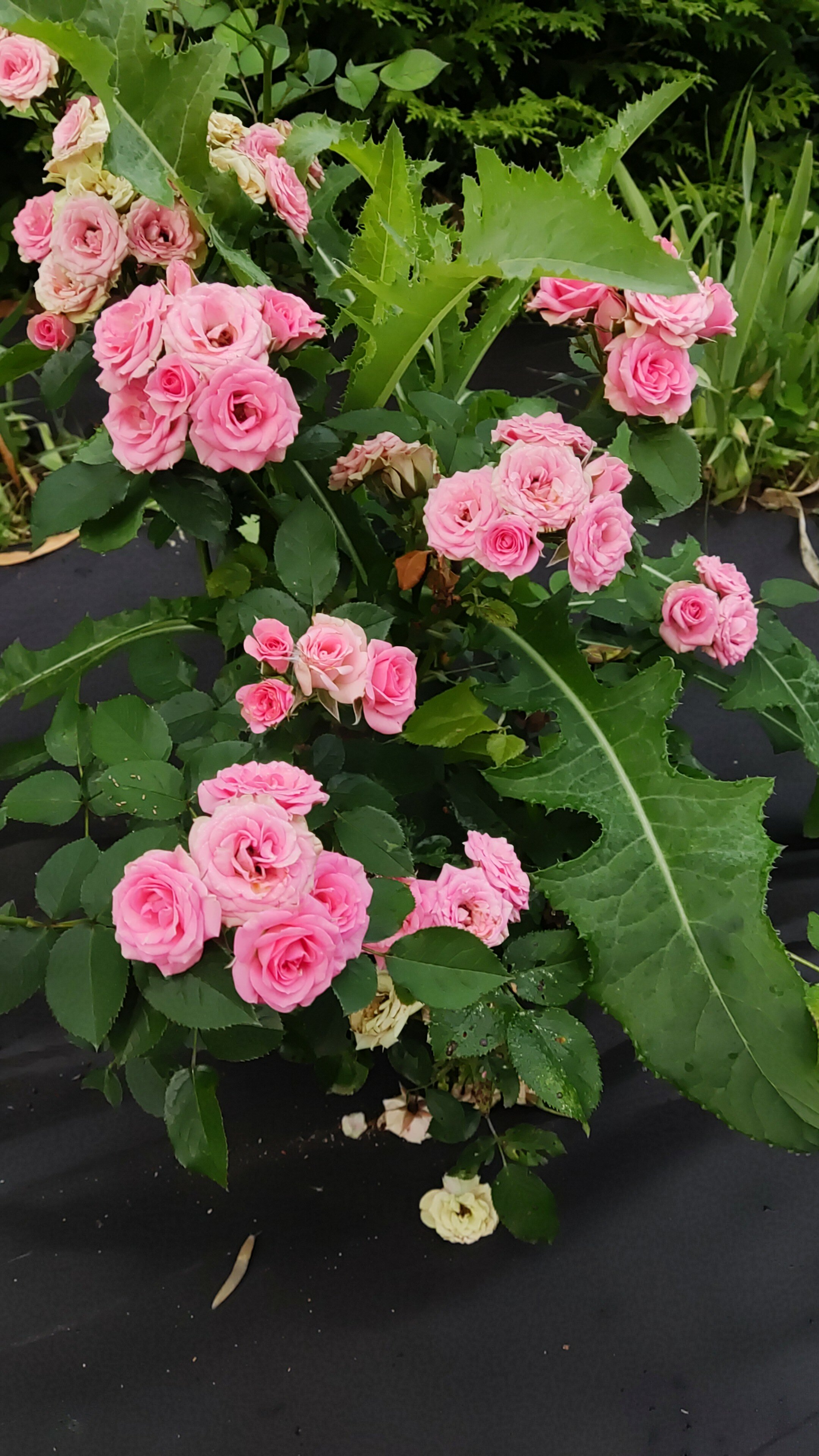 Фото Сова в Шереметьево