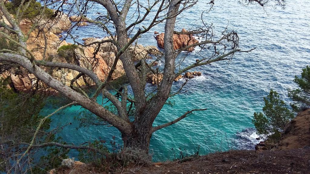 Фото Apartamentos Royal S´Alguer