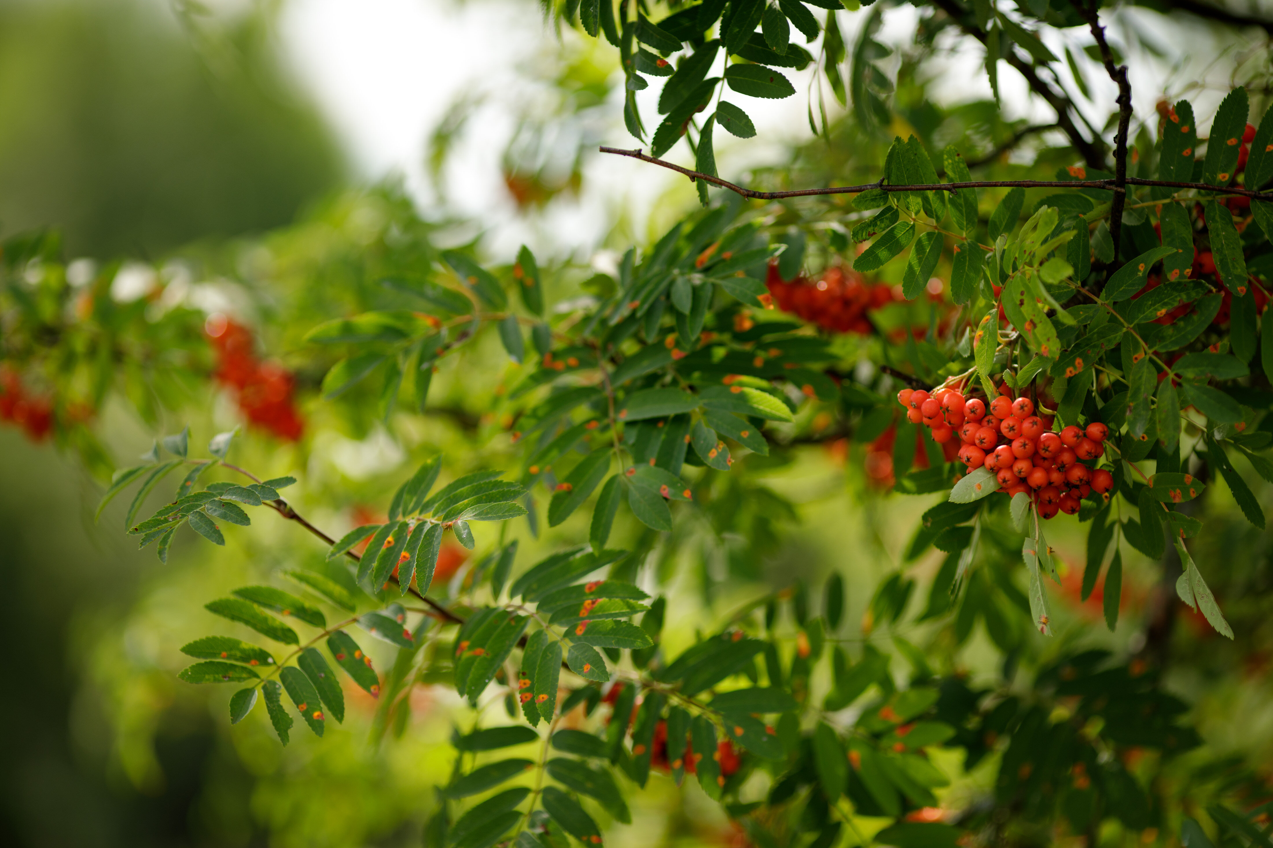 Фото Еремичи