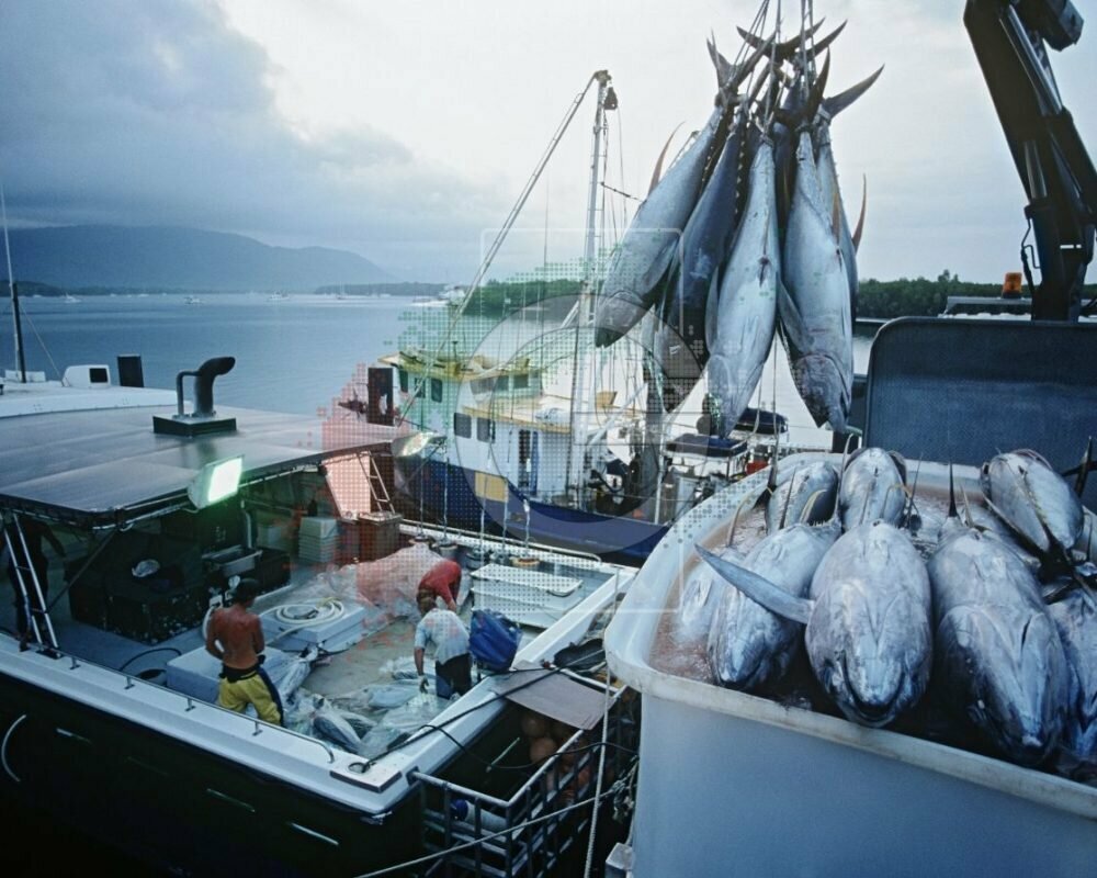 Fish and seafood Gilze Foodstuff Trading, Dubai, photo