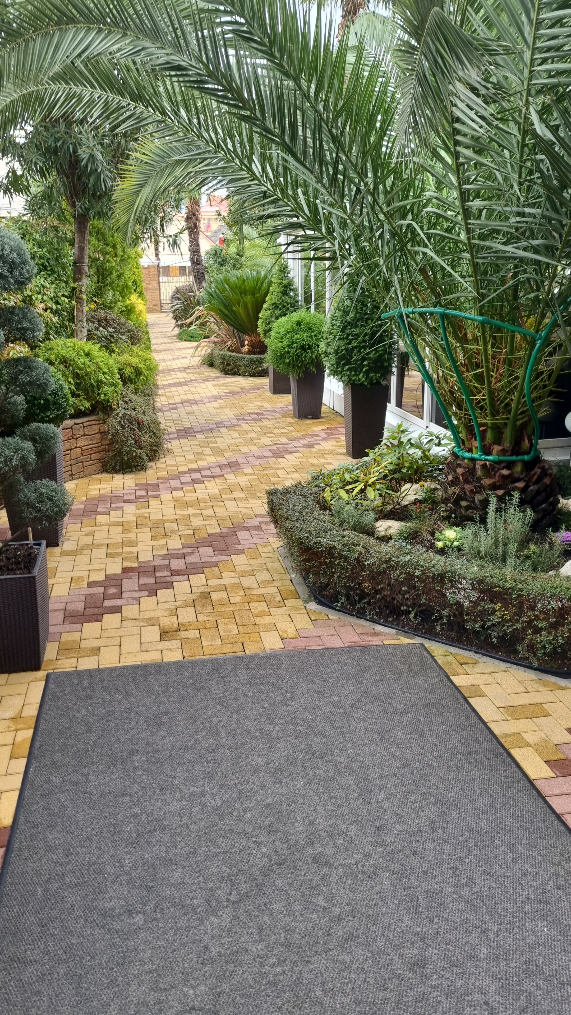 Фото Дельфин