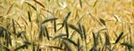 Adagro Agricultural Medicine (İzmir, Bornova, Kemalpaşa Mah., 7087/4 Sok., 10/8) ، المشاريع الزراعية