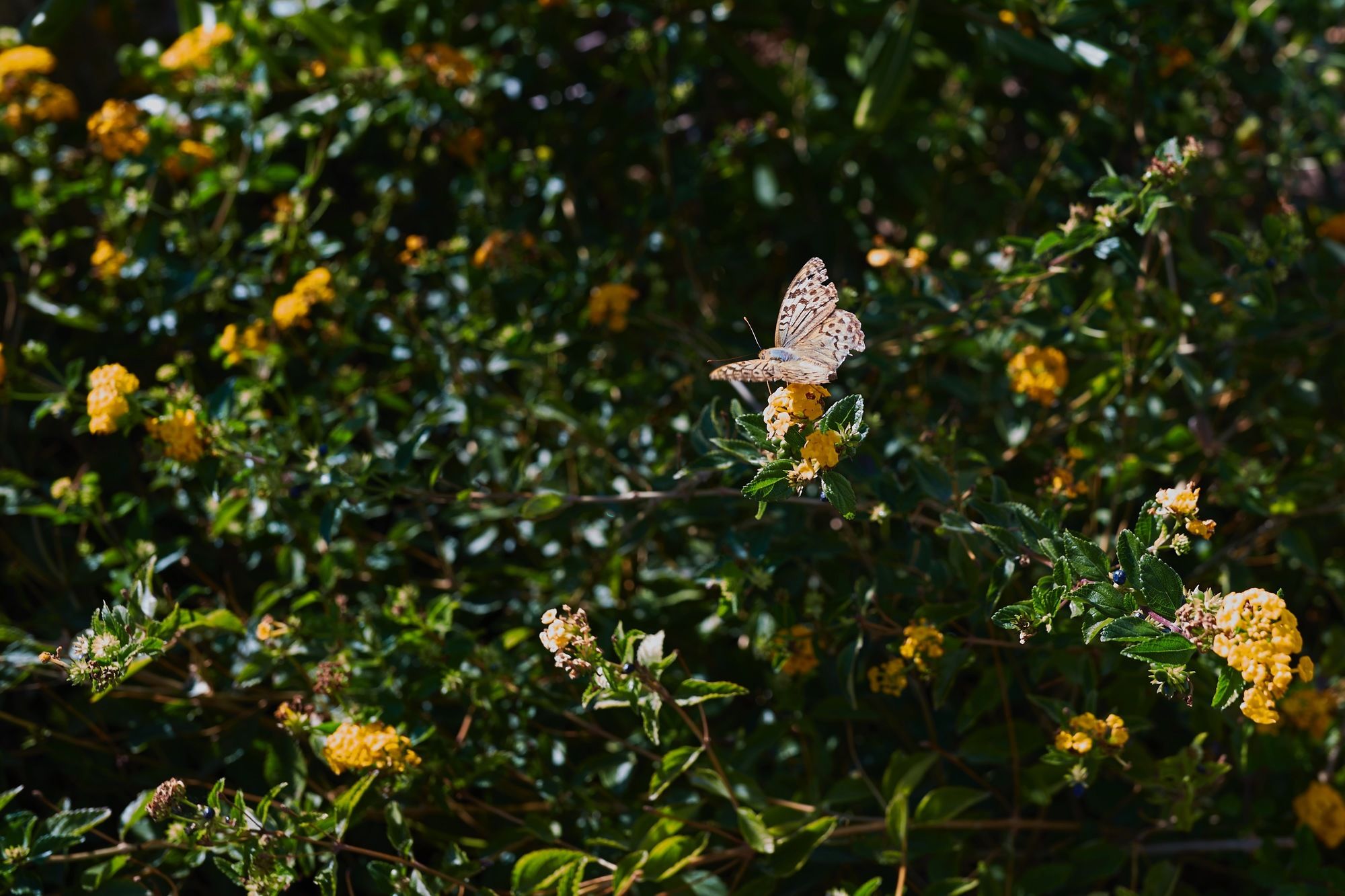 Фото Eleia Seafront Rooms & Villas