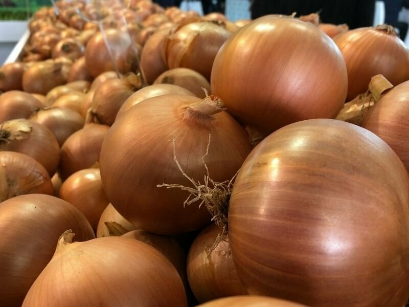 Seed shop Rito Seed Company, Antalya, photo