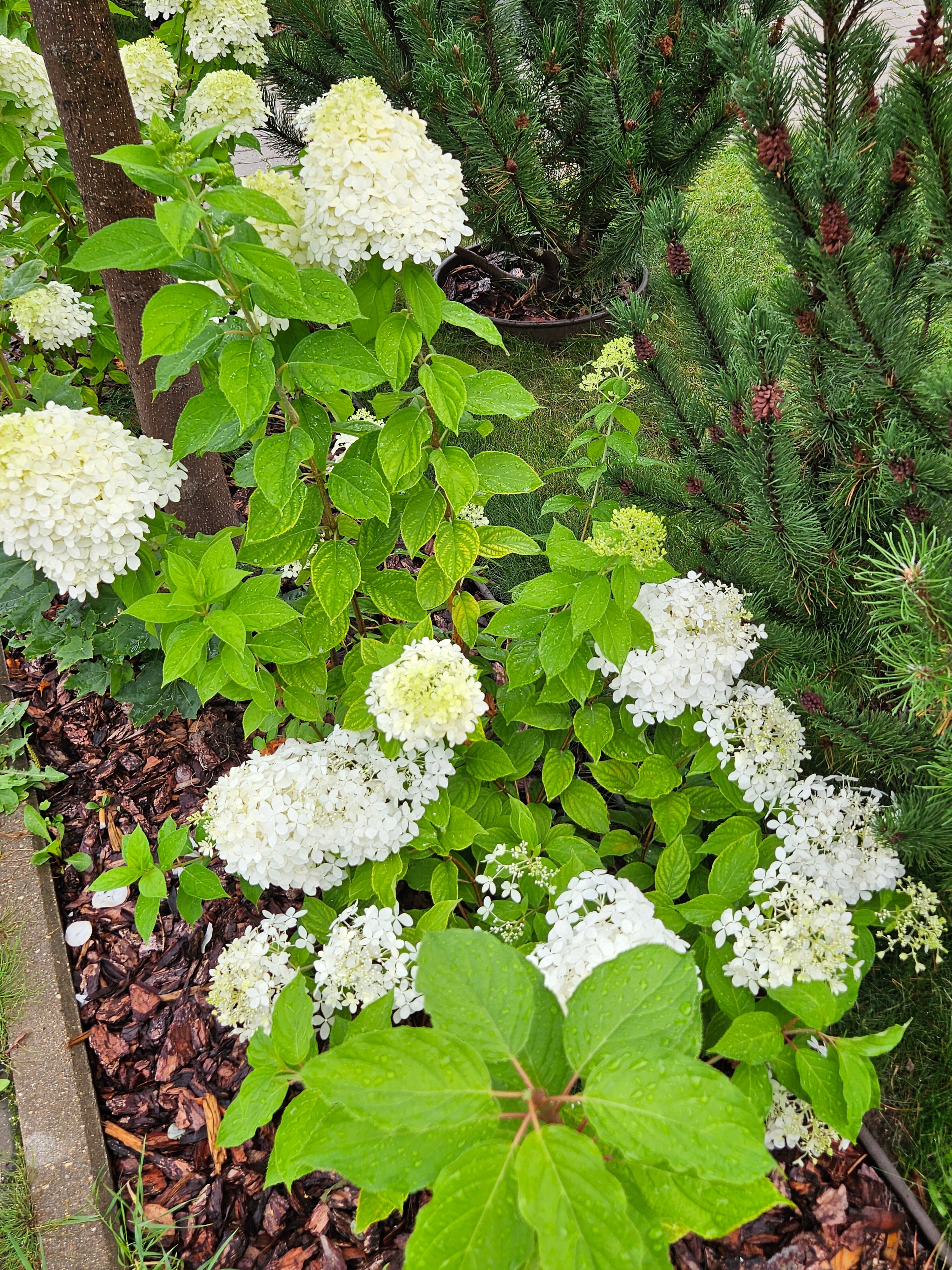 Фото Теплица парк