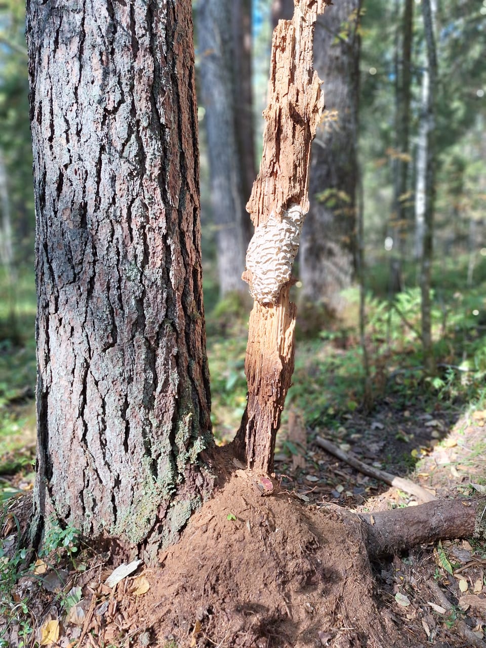 Фото Плотично