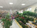 Мир цветов (ulitsa Gorkogo, 93), flower shop