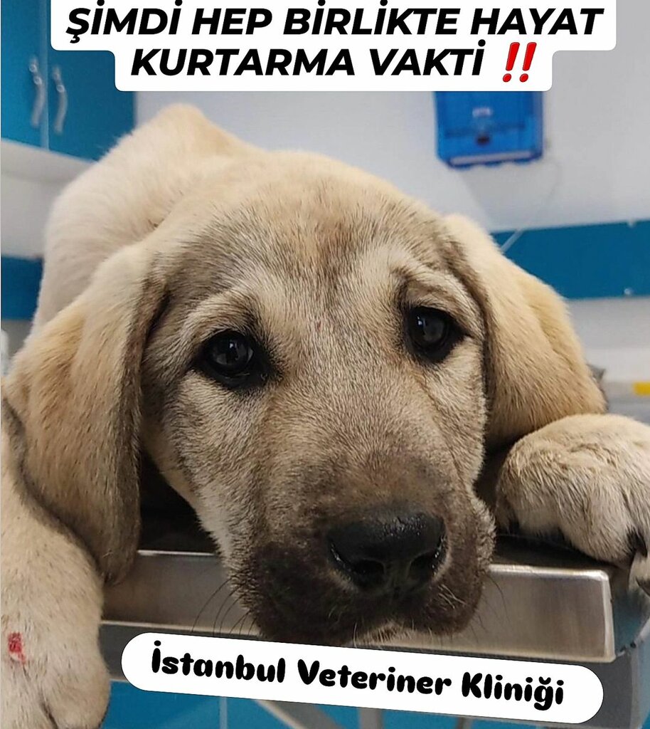 Veterinary clinic Pet Istanbul Veterinary, Kayseri, photo