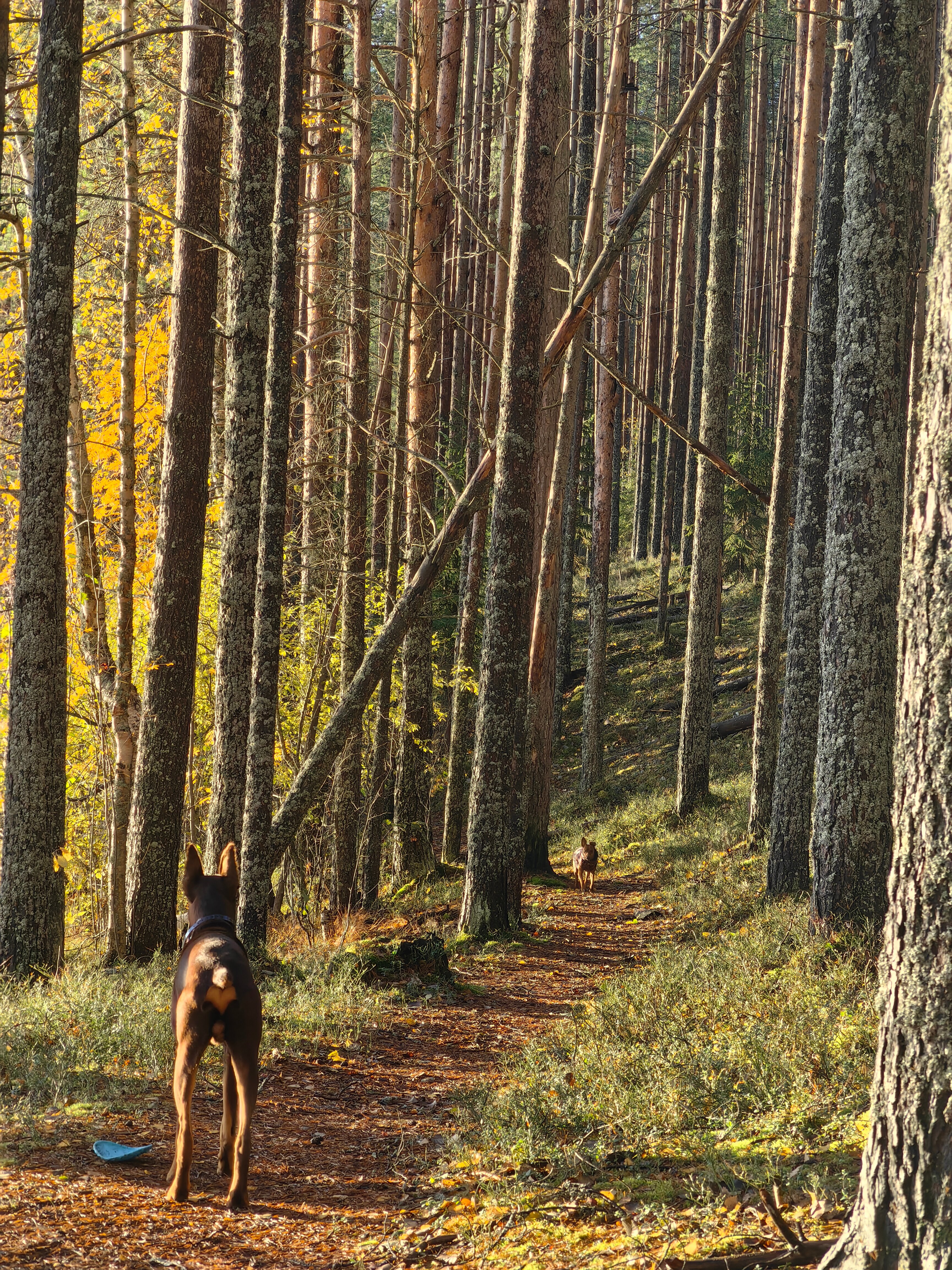 Фото Четыре Сезона