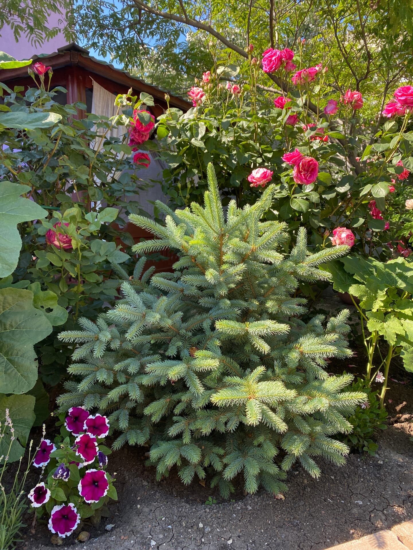 Фото Фортуна