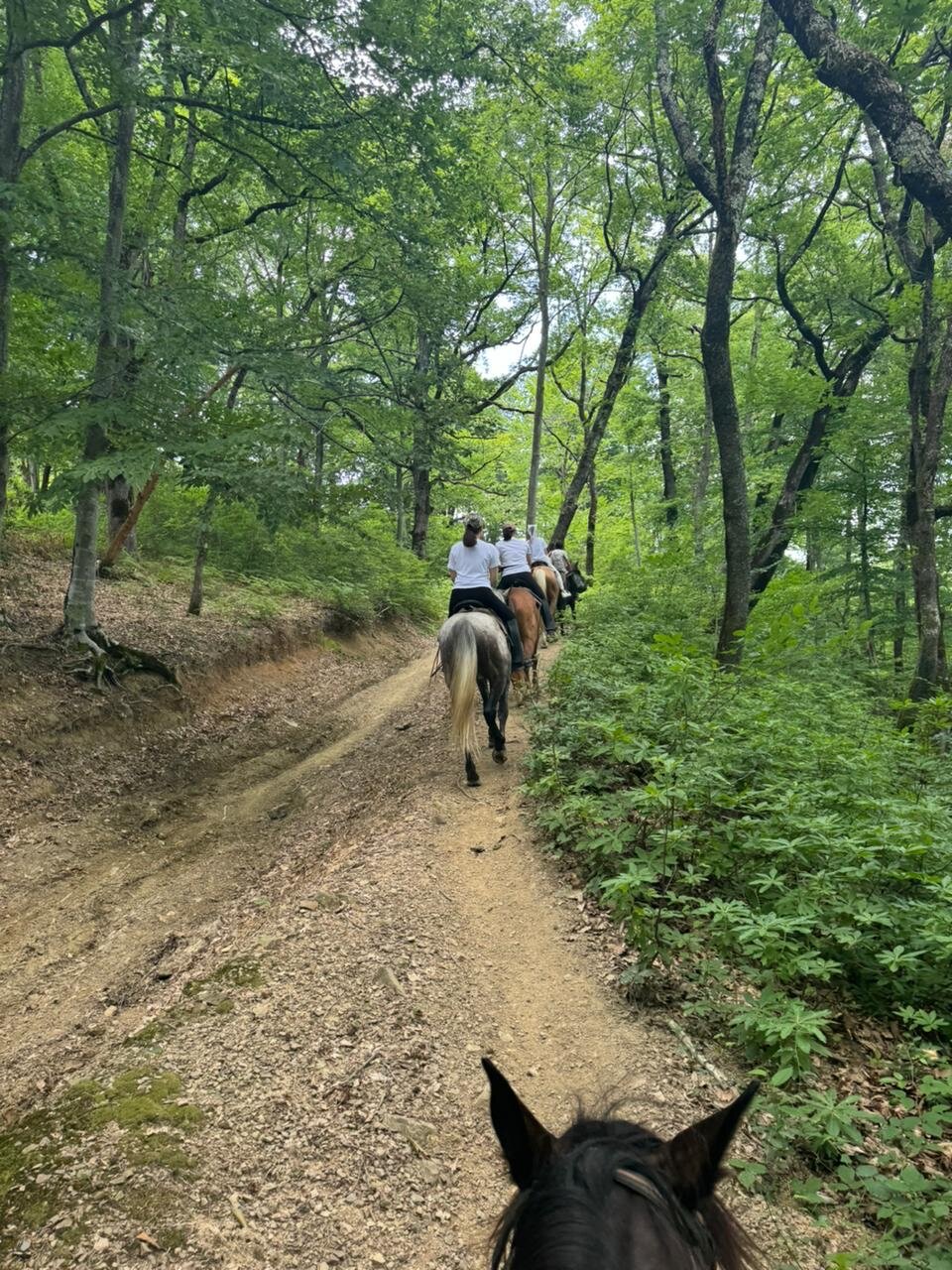 Фото Фазенда Огни Сочи