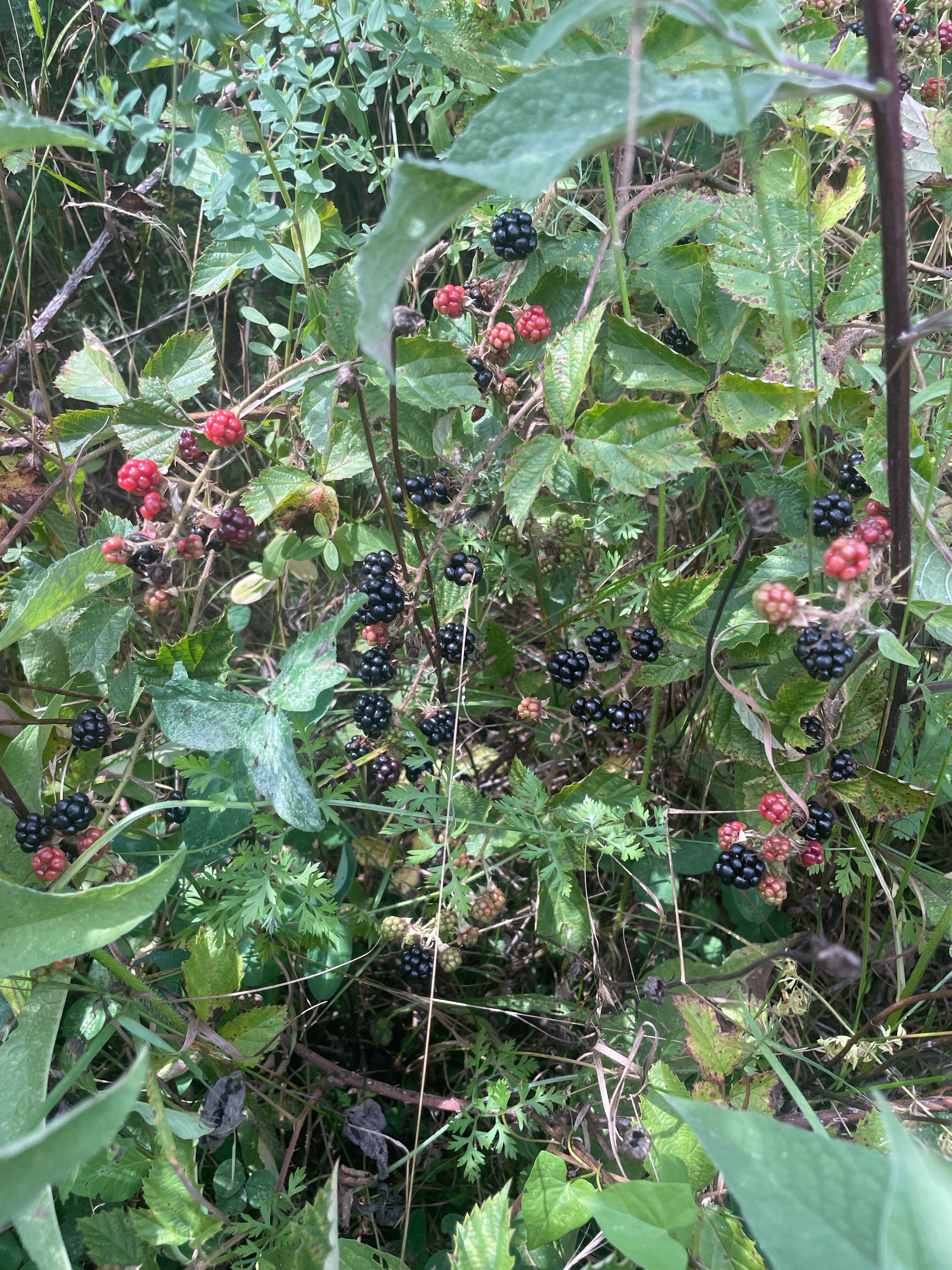 Фото Усадьба Трикиди