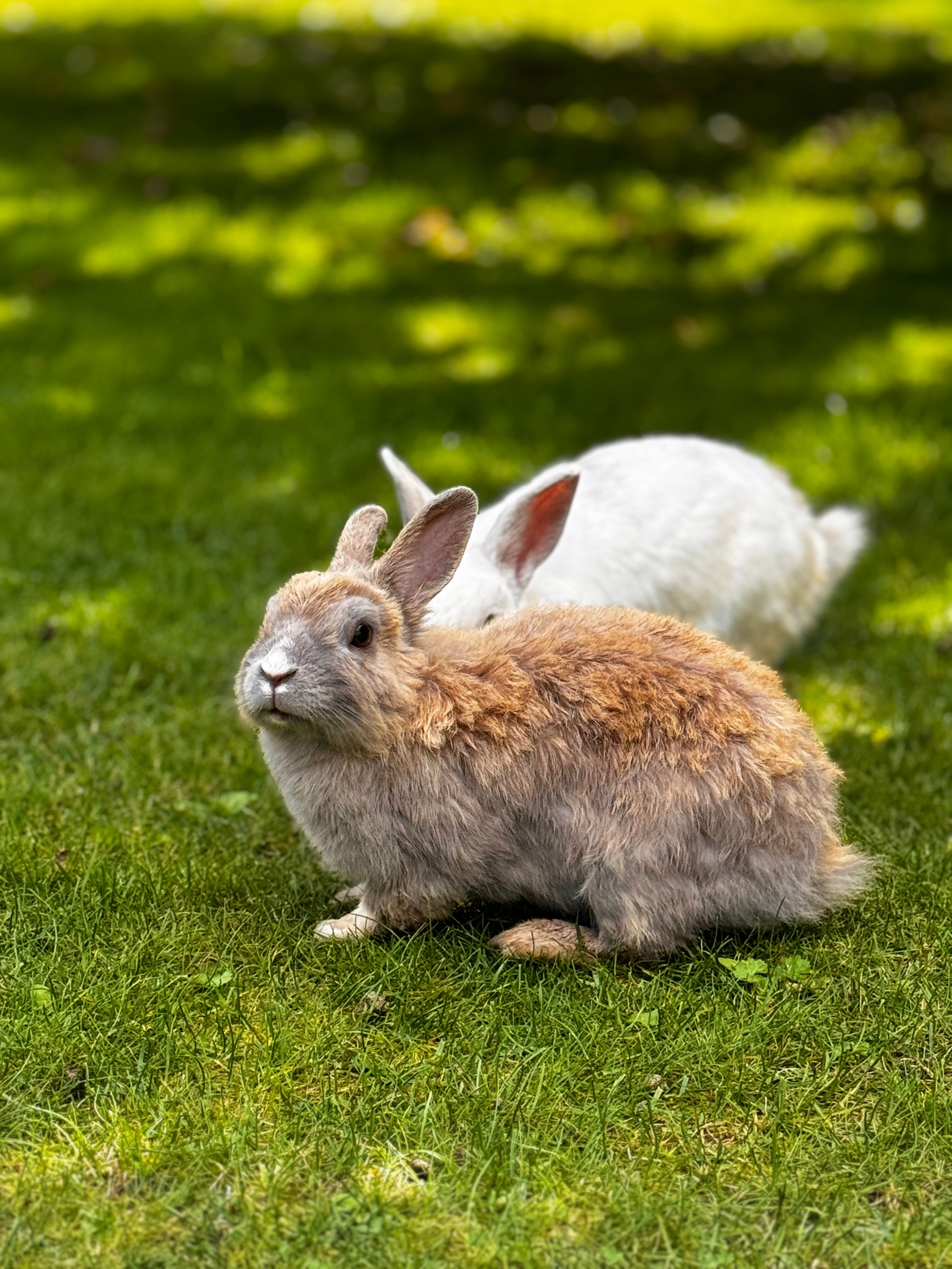 Фото Жёлуди