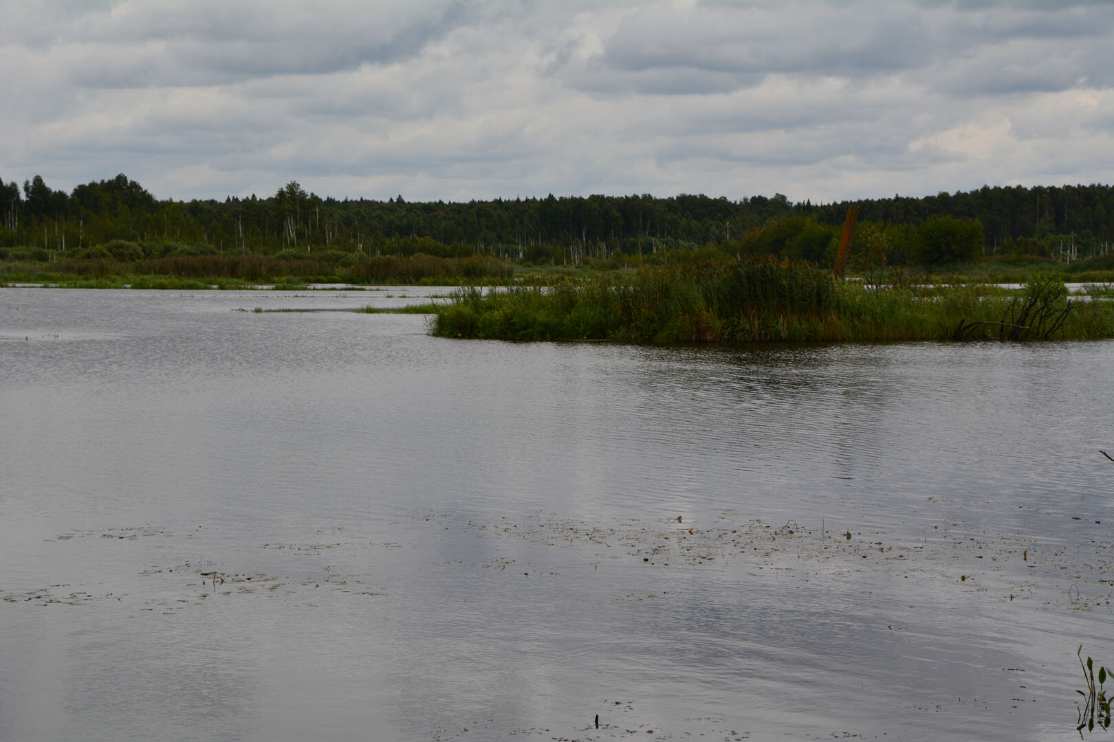 Фото Лес среди болот