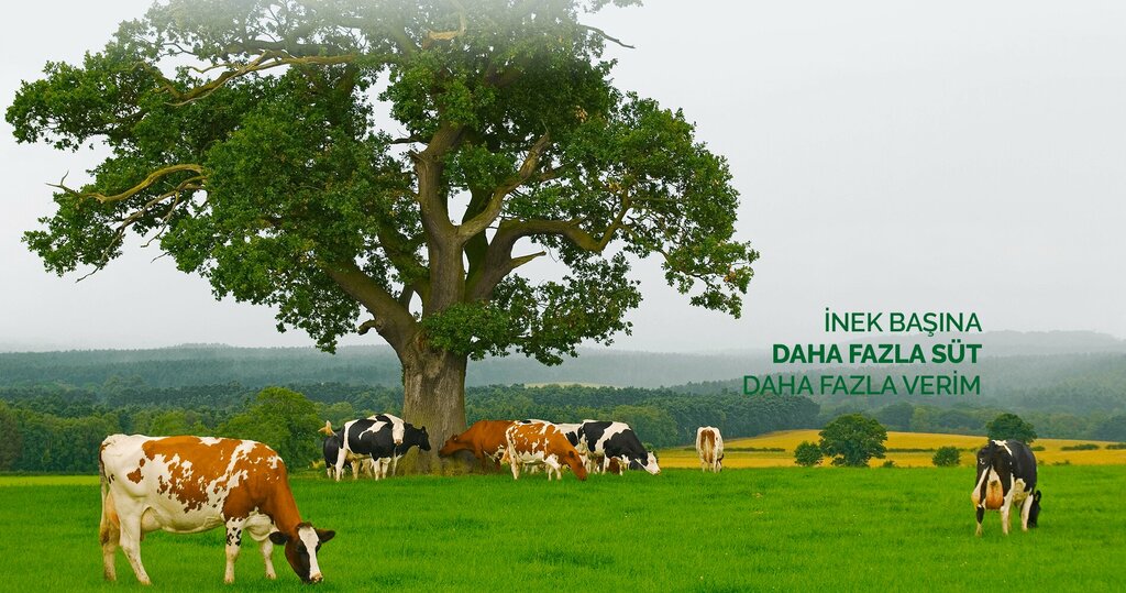 Agricultural goods Grass Seed Producer - Ulusoy Seeds, Ankara, photo