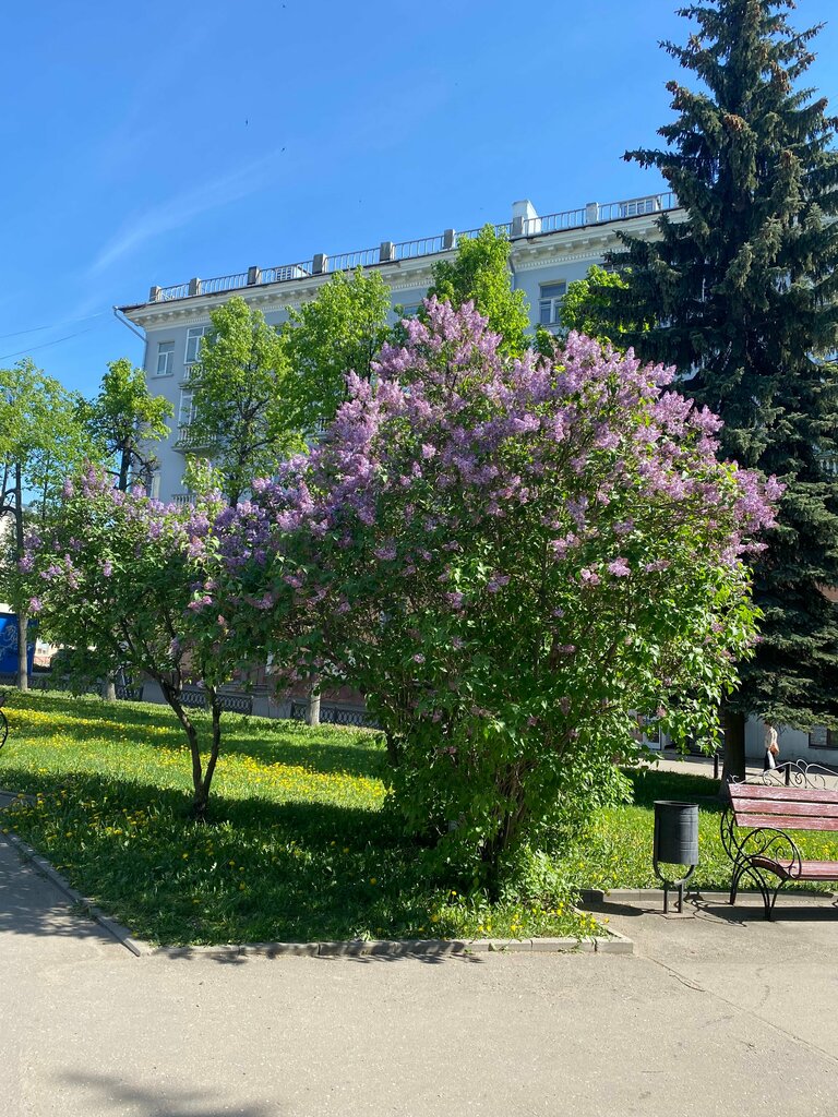 Park Зарядьевский сквер, Ivanovo, photo