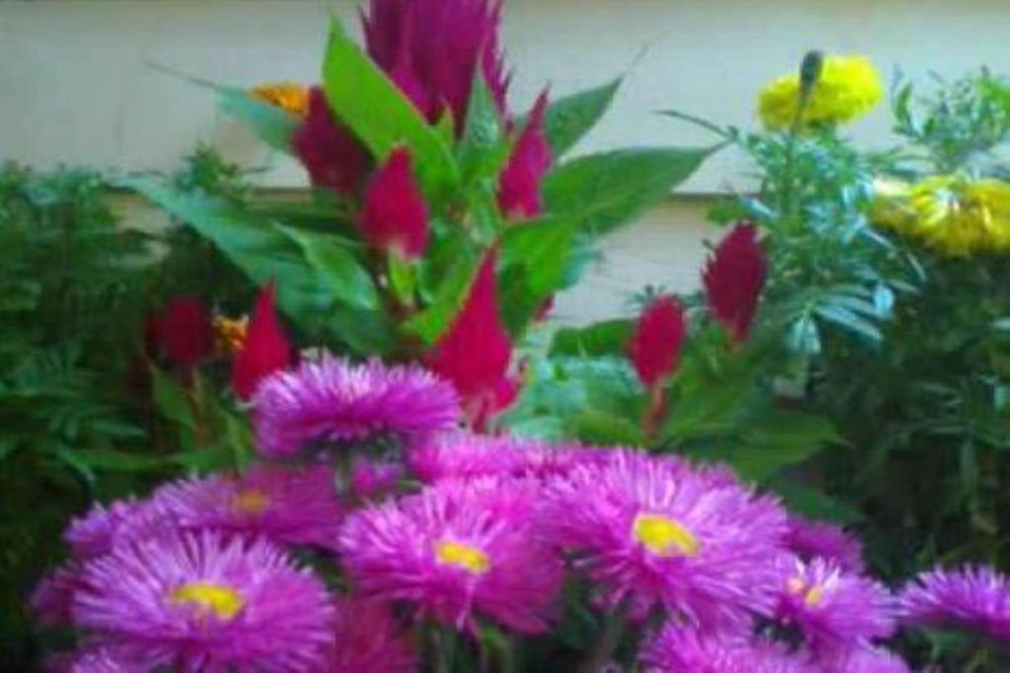 Фото Kathmandu Peace Guest House