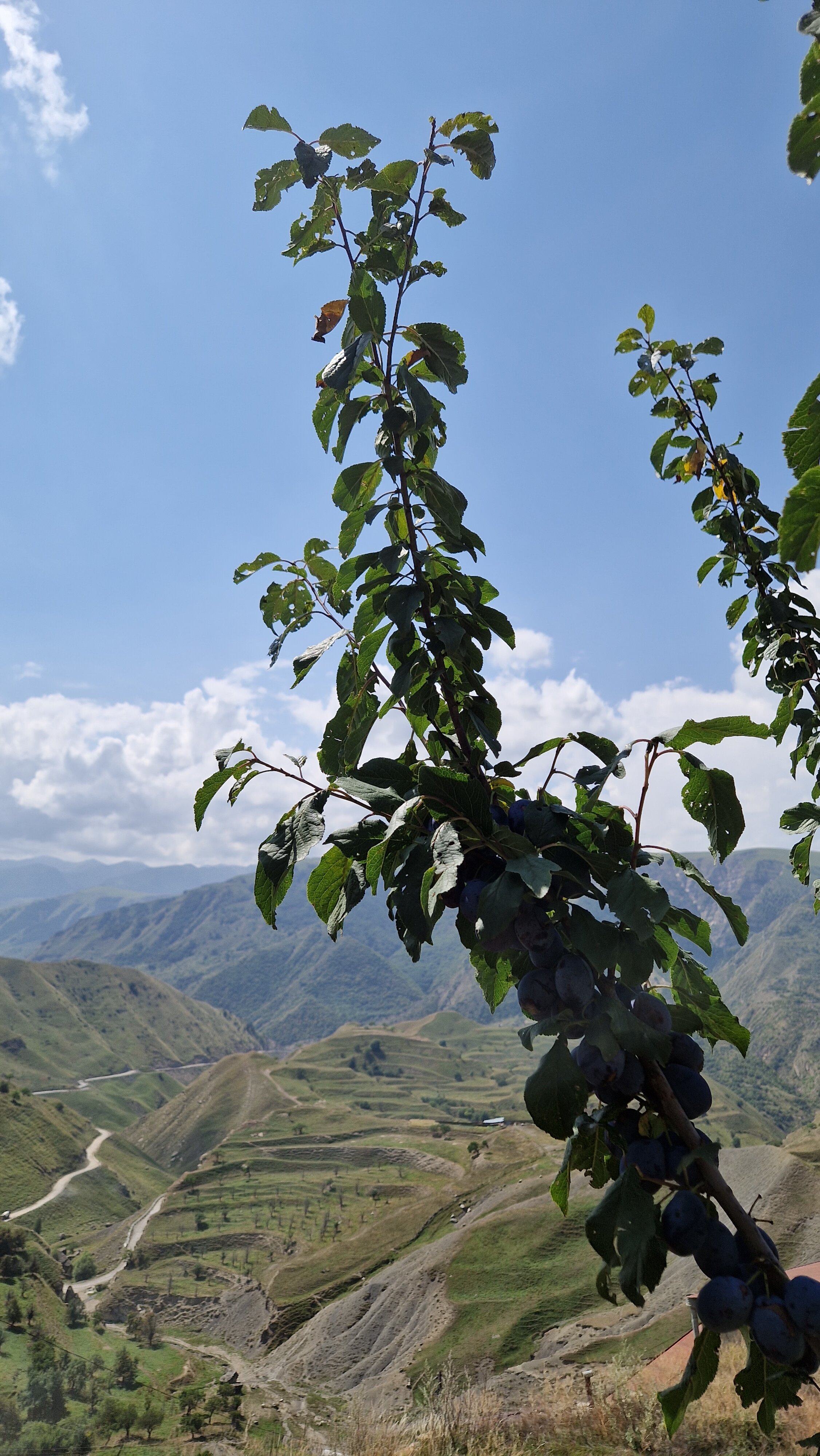 Фото У Муса