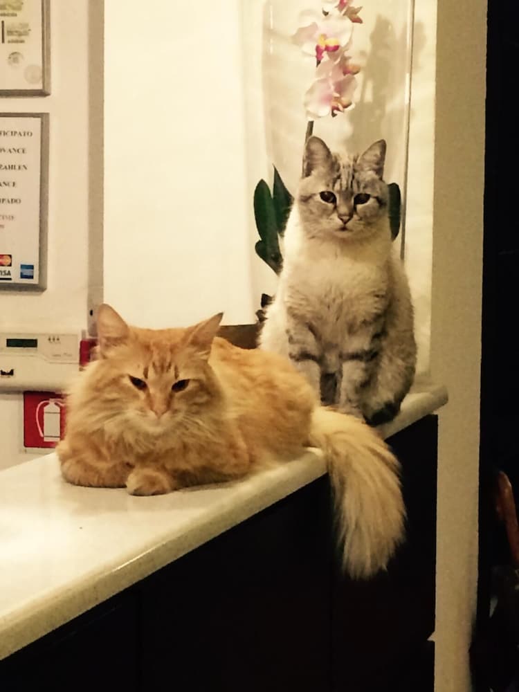 Фото Hotel Paradiso