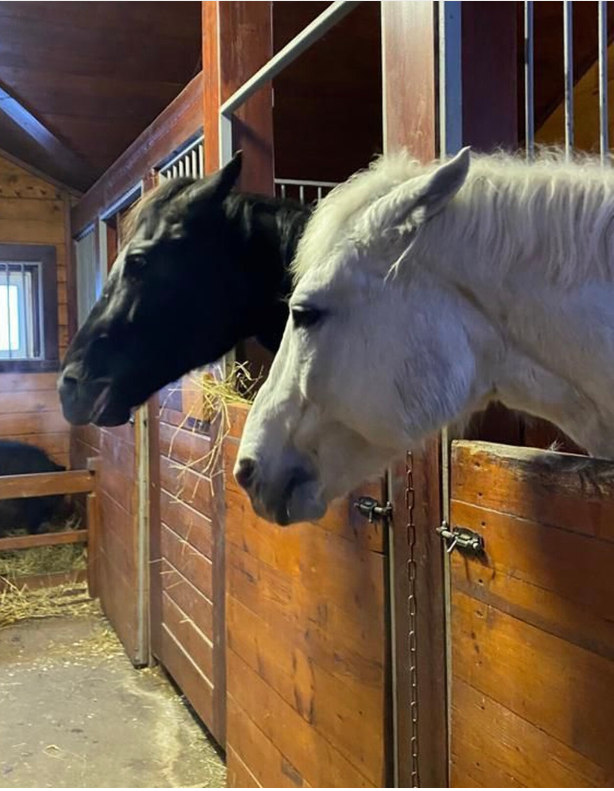 Фото ДубльДачи Капитан