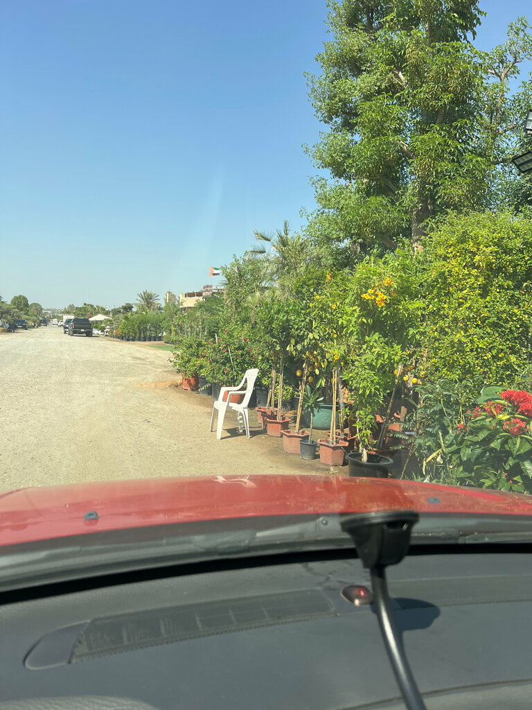 Plant nursery Naseem Al Bustan Trees & Annual Flowers, Dubai, photo